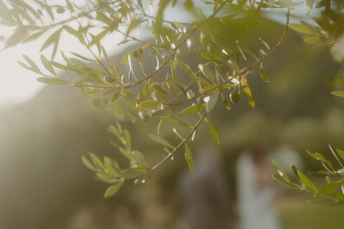 Kunstvolle Nahaufnahme eines Olivenbaumes auf Mallorca, im Hintergrund ein Brautpaar im Rahmen einer Destination Wedding