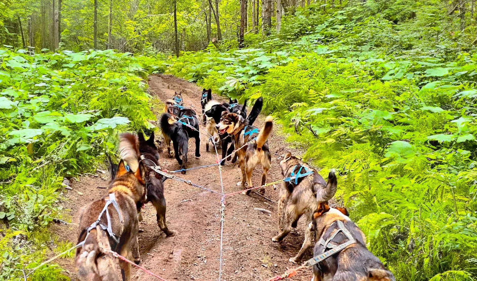 Fall Dog Sledding.jpg