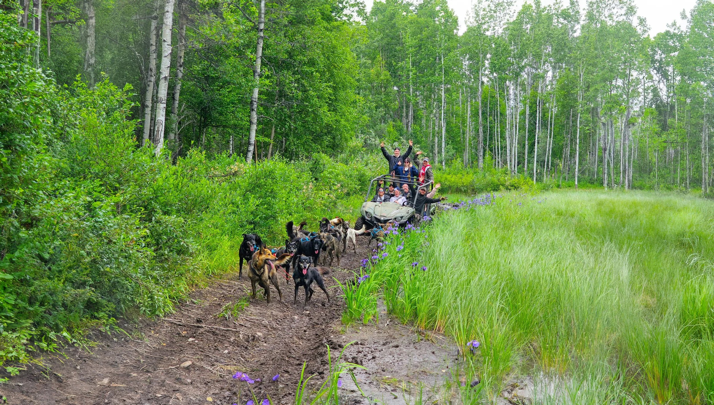 Dog Pulling ATV On Field Track 2.jpg