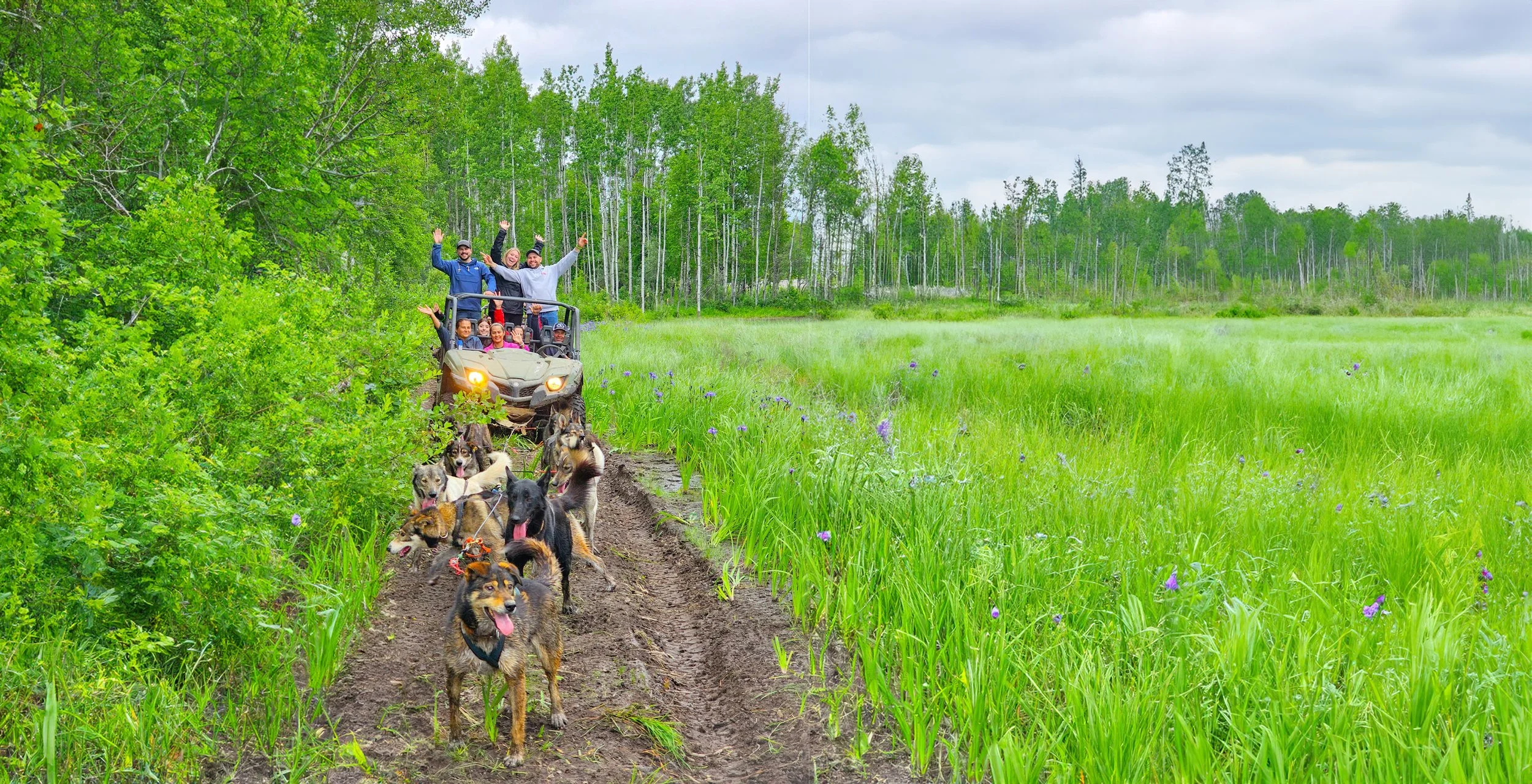 Dog Pulling ATV On Field Track 1.jpg