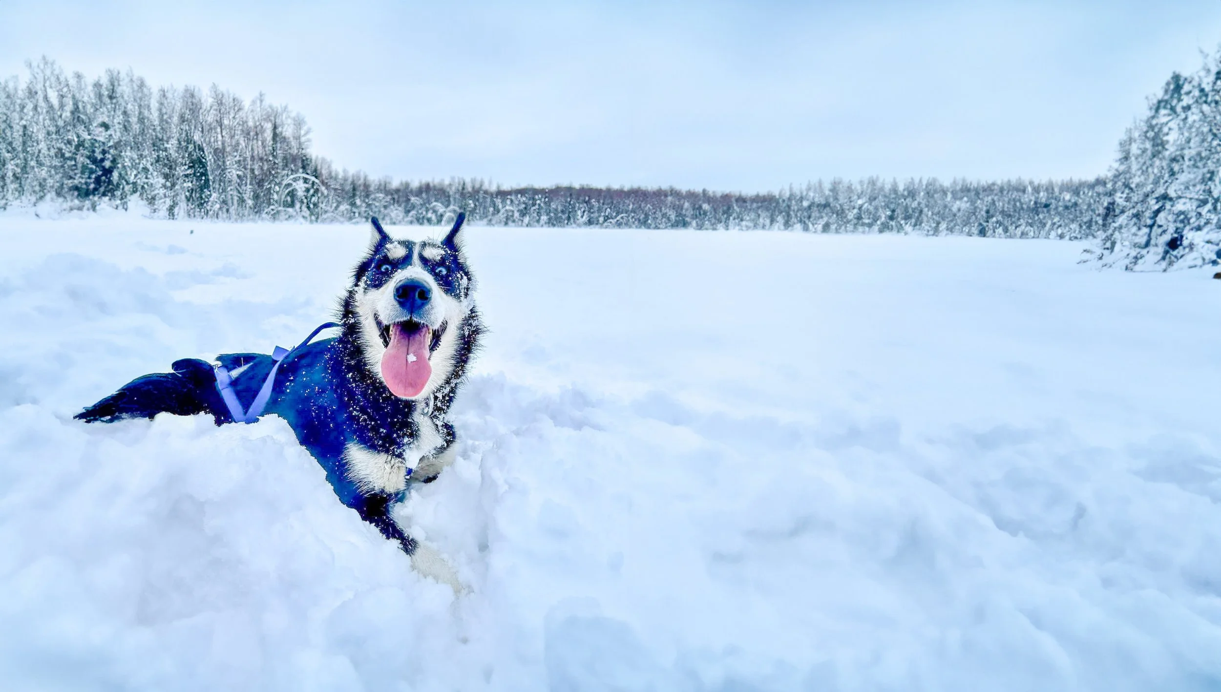 Huskey In The Snow.jpg