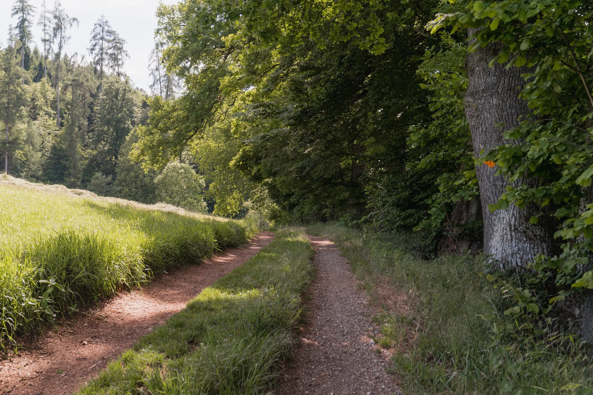 Offener Weg in der Region Burgdorf für Walk & Talk Coaching