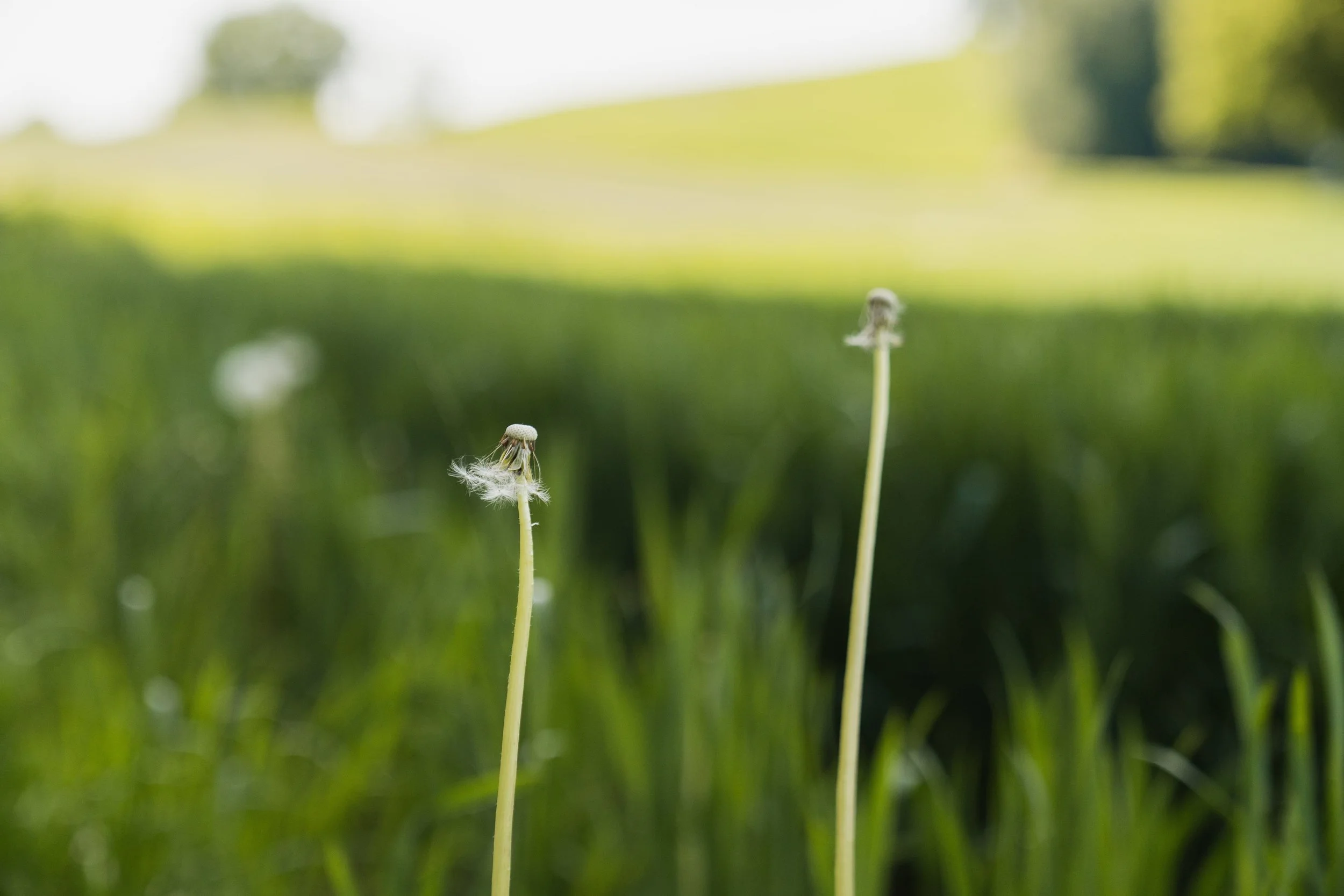Eine fast leere Pusteblume auf einer Wiese – ein Bild für Erschöpfung und den Wunsch nach Erholung.