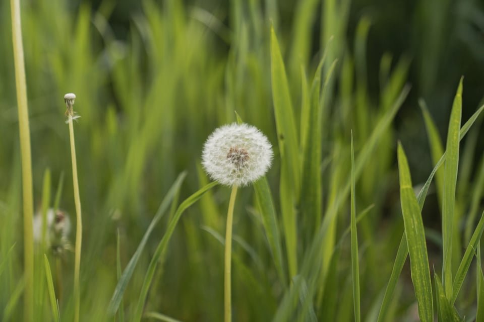 Eine intakte Pusteblume auf einer Sommerwiese – Hochsensibilität ist ein Persönlichkeitsmerkmal, keine Schwäche.