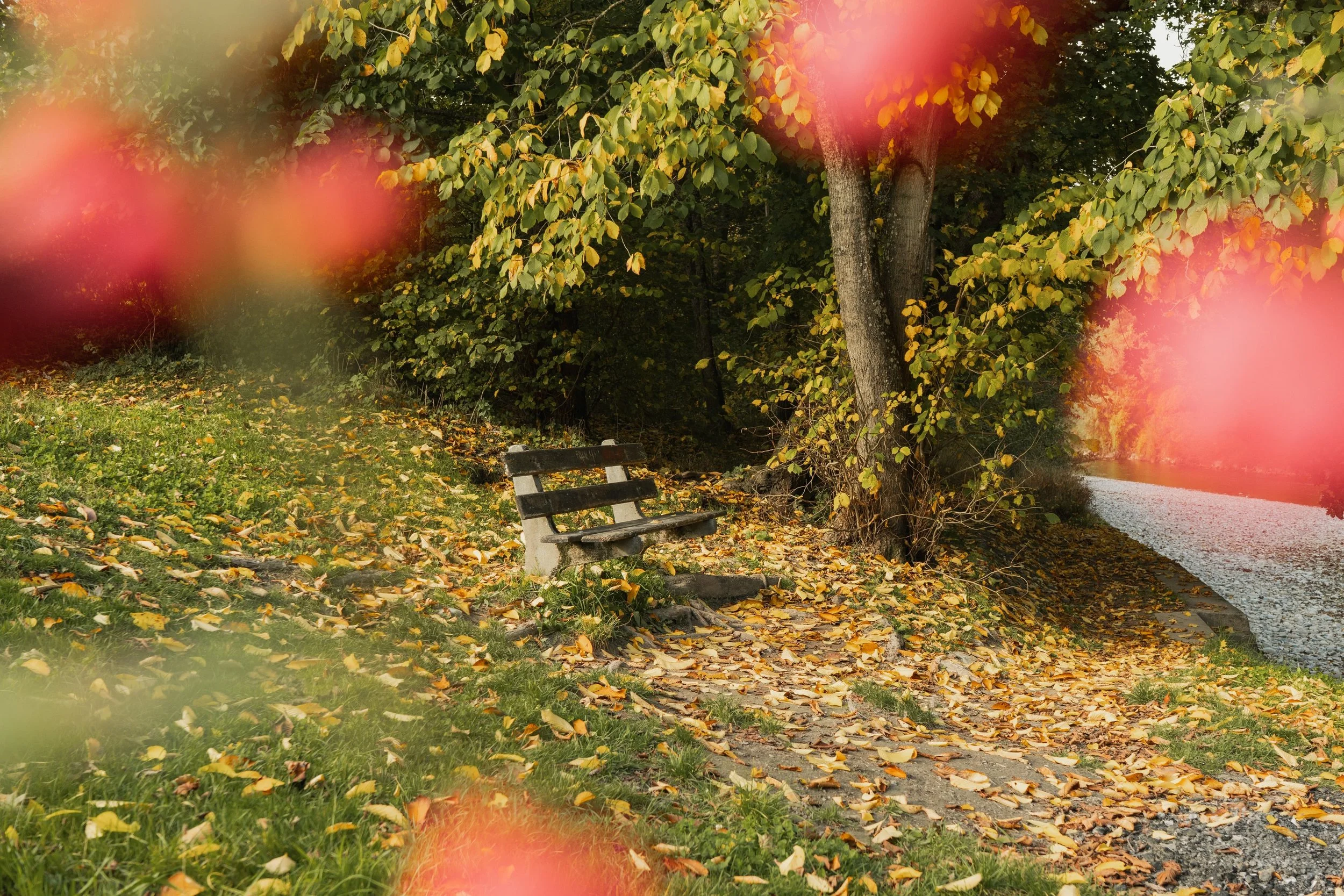 Eine ruhige Bank unter einem Baum an der Emme – ein bewusst gewählter Ort für Natur Coaching in der Region Burgdorf.