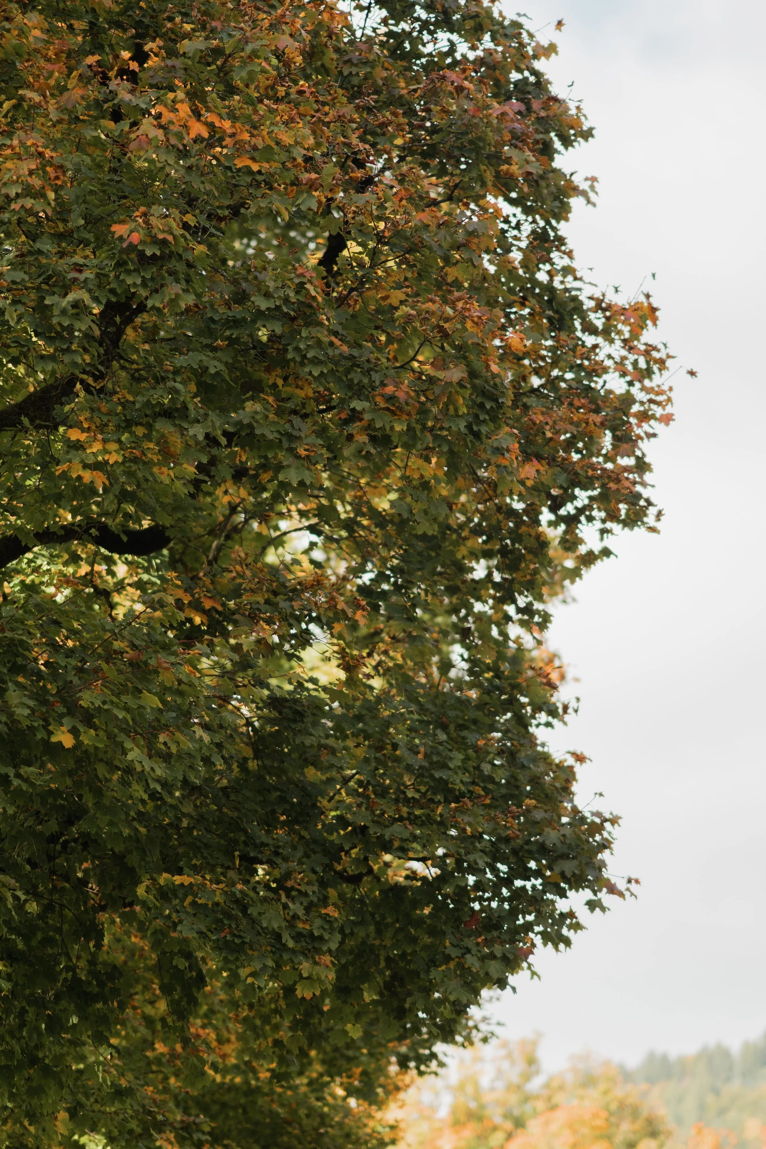 Ein mächtiger Baum von unten – die Natur öffnet den Blick und schafft Raum für neue Perspektiven.