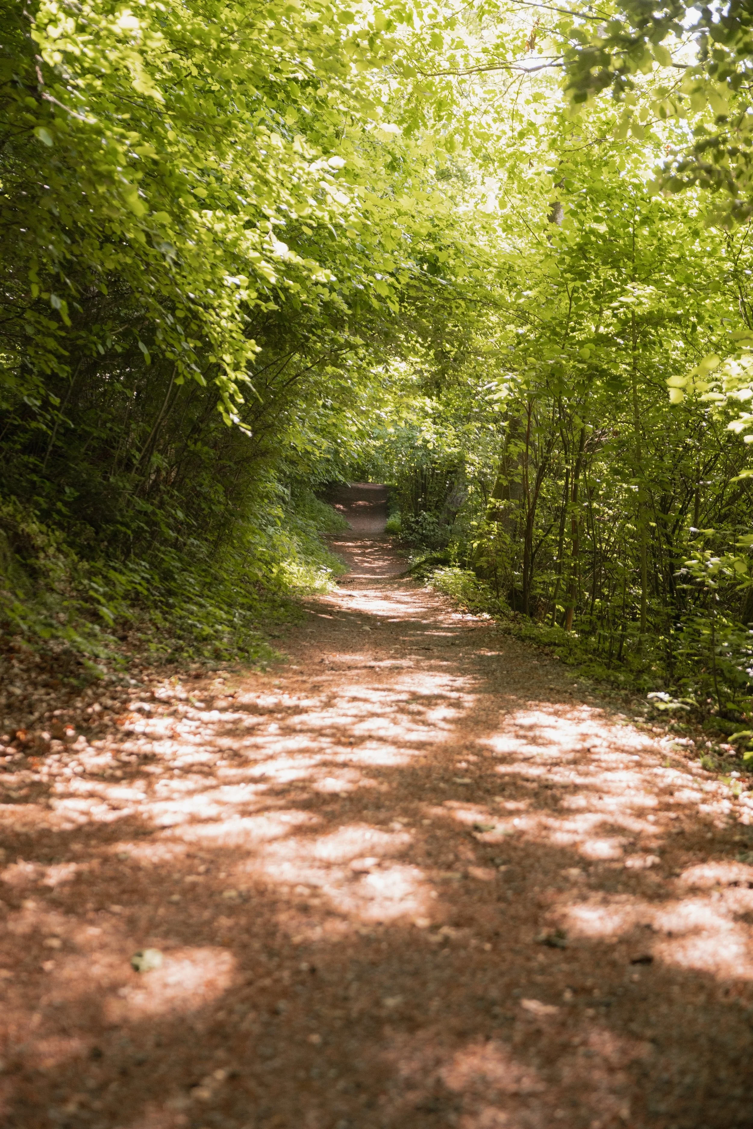 Ein Weg durch den Wald – Walk & Talk Coaching verbindet Bewegung mit Reflexion in der Region Burgdorf und Emmental.