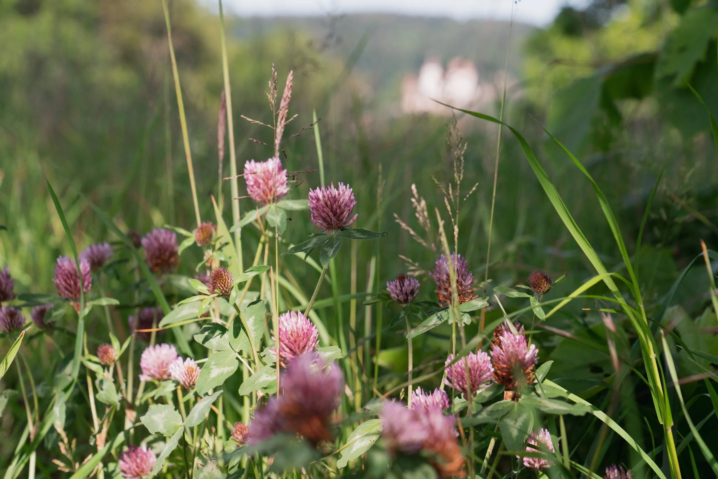 Kleeblüten und Grashalme im Gegenlicht bei Burgdorf – Coaching für hochsensible Menschen in der Region Emmental.