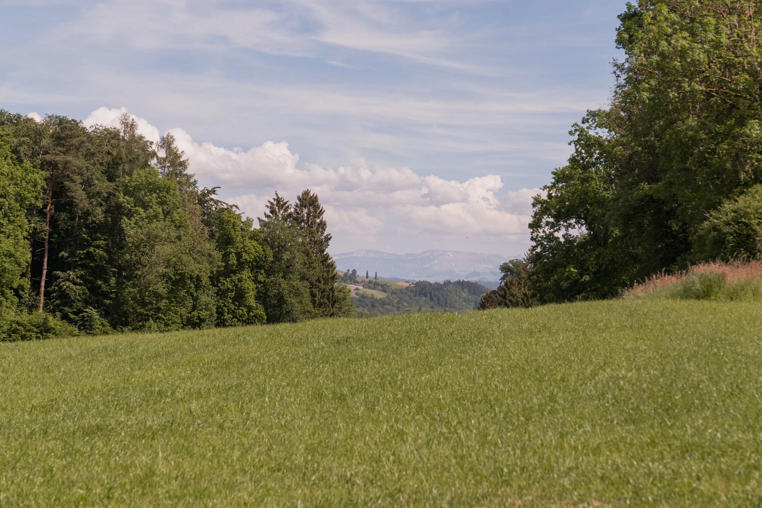 Weite Wiese mit Blick auf den Waldrand und die Berge – Walk & Talk Coaching in der Landschaft des Emmentals.