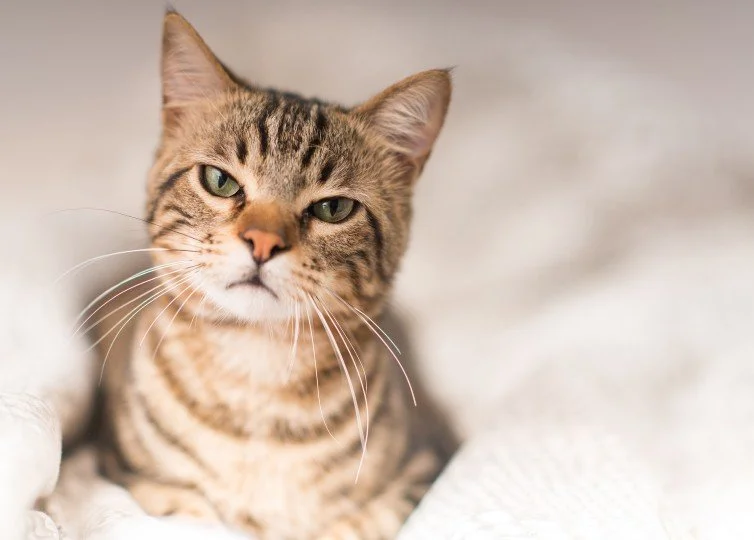 Decision Fatigue: The Silent Tax on Growing Companies