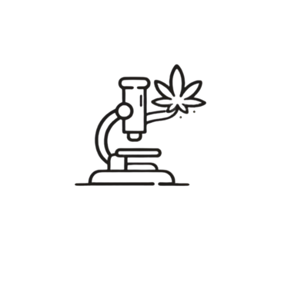 En mikroskop, der projicerer en kanabisplante ud af sit okular.