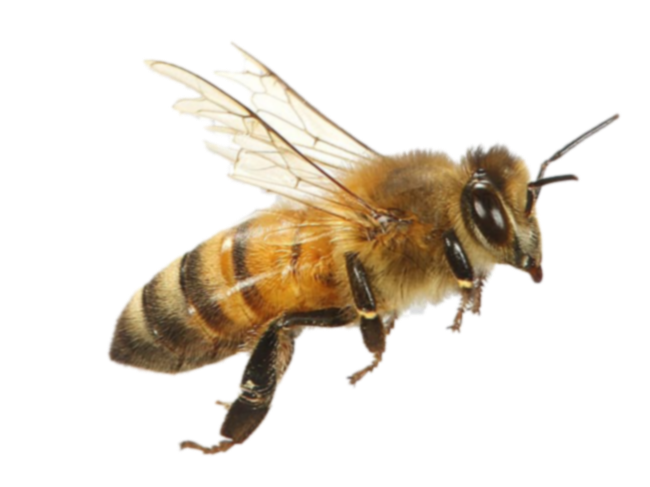 Et nærbillede af en honningbi, der flyver, med fokus på dens krop, vinger og hoved.