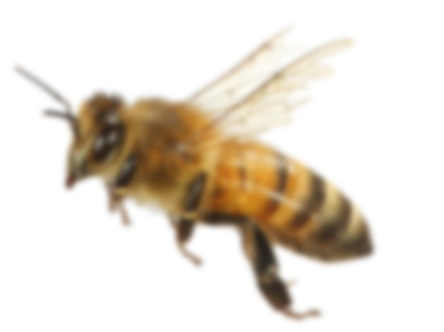 Et billede af en bi med utydelige vinger og krop.