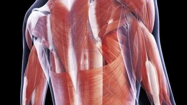 Le rôle des fascias