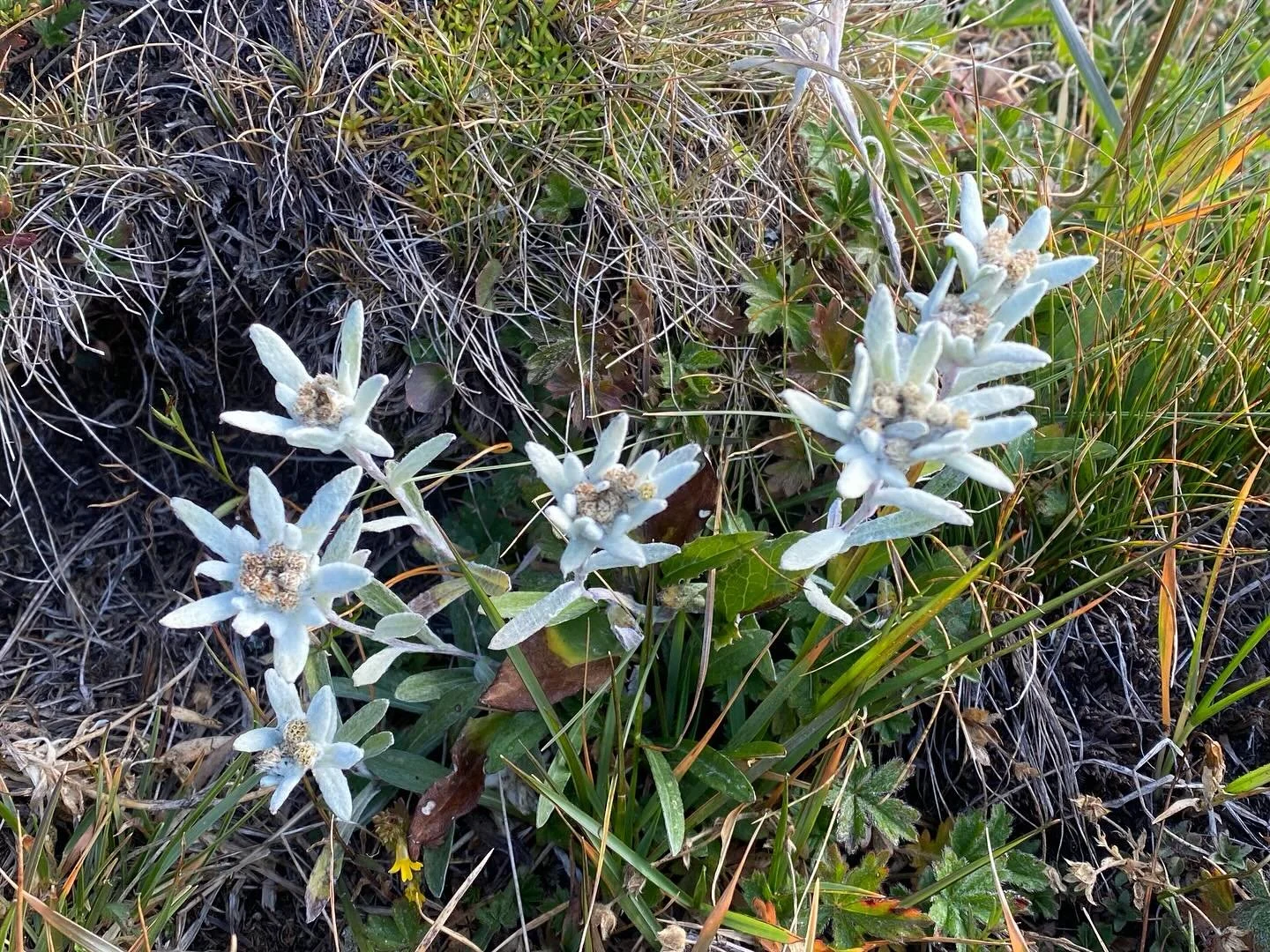 &Egrave; sempre un&rsquo;emozione trovare gli Edelweiss in montagna. Non &egrave; facile vederli ma quando ci si imbatte in questi fiori ci si sente ( o si &egrave;) in alta quota! Sulla Crio si trovano nella seconda parte della cresta dei Cadr&egrav