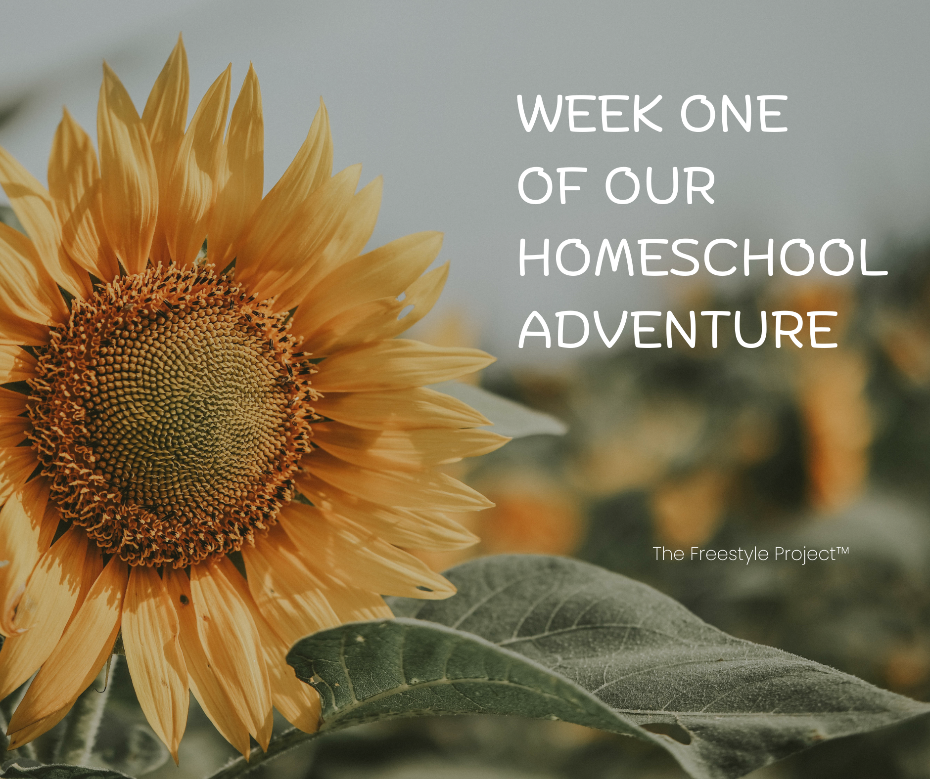 Our First Week of homeschool: the adventure begins