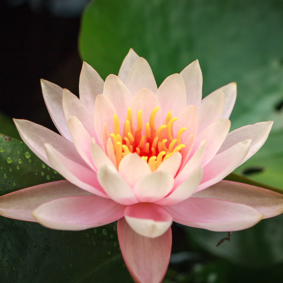 3-Session Reiki Journey