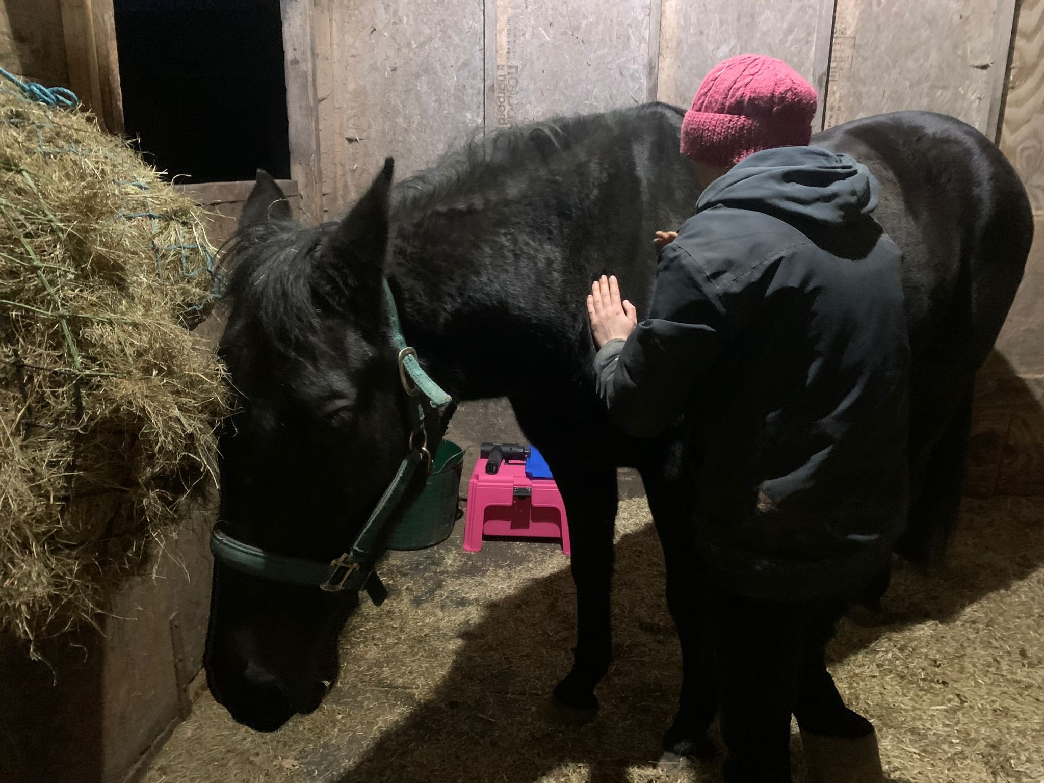 Person wearing a red knit hat and a dark jacket providing massage treatment to a black horse inside a stable, with hay on the left side and a pink container on the ground.