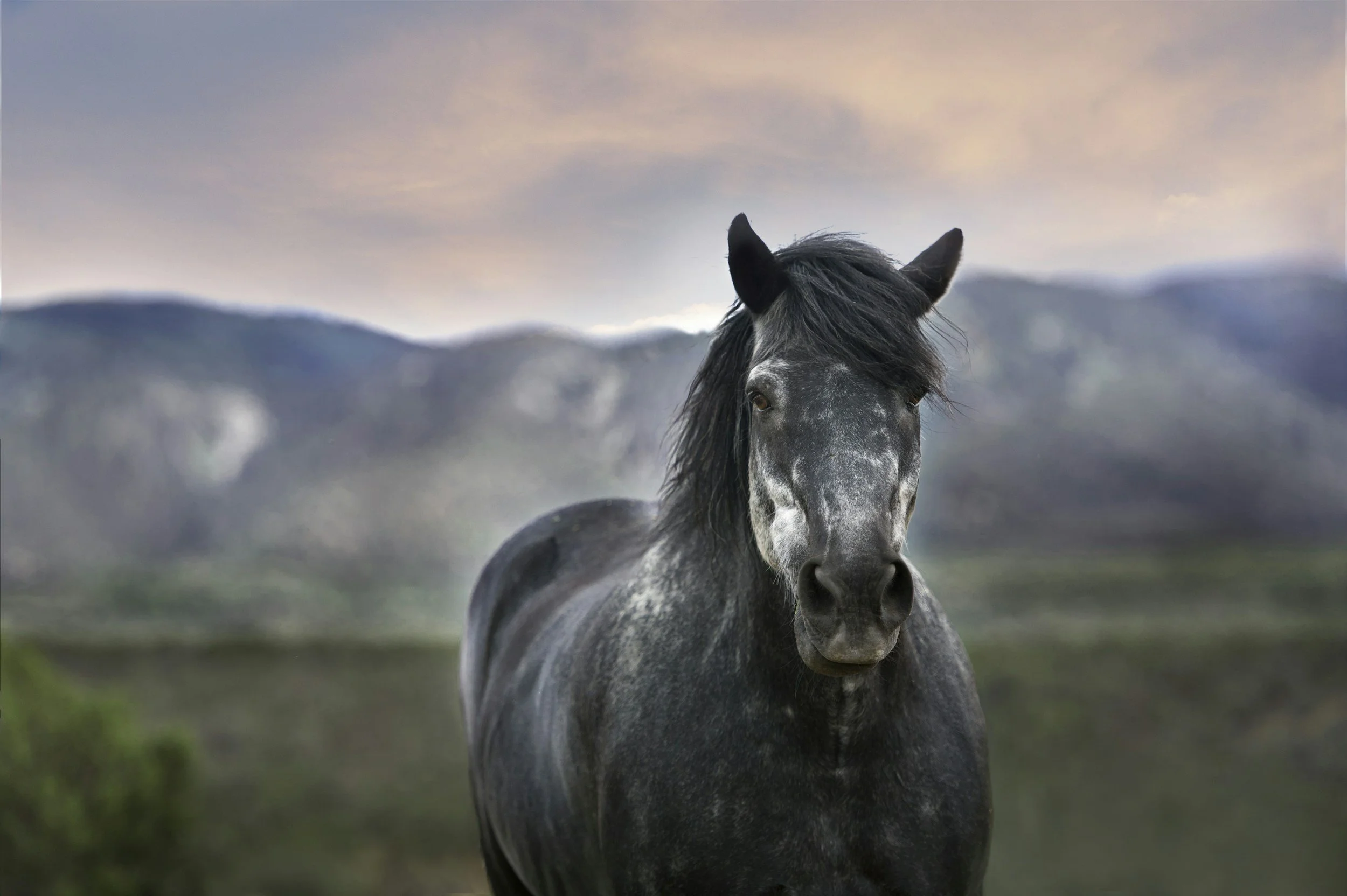 A black horse with a gray face and mane standing outdoors with mountain range and cloudy sky in the background.