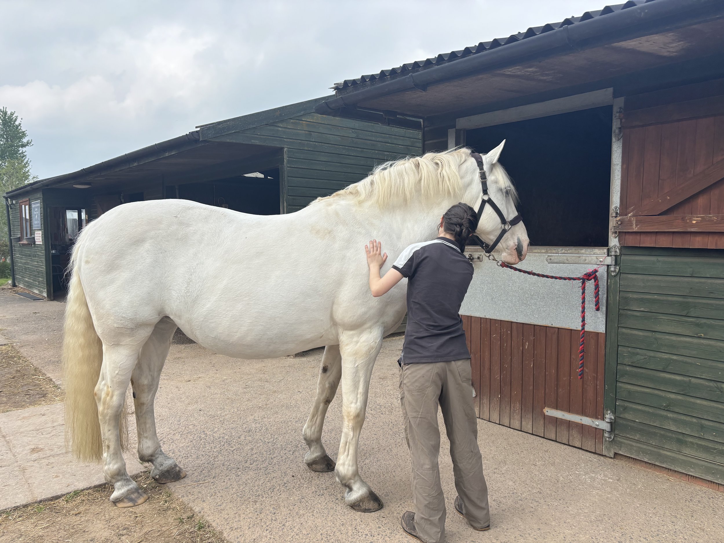 A person massaging a white horse outside a stable on a cloudy day.