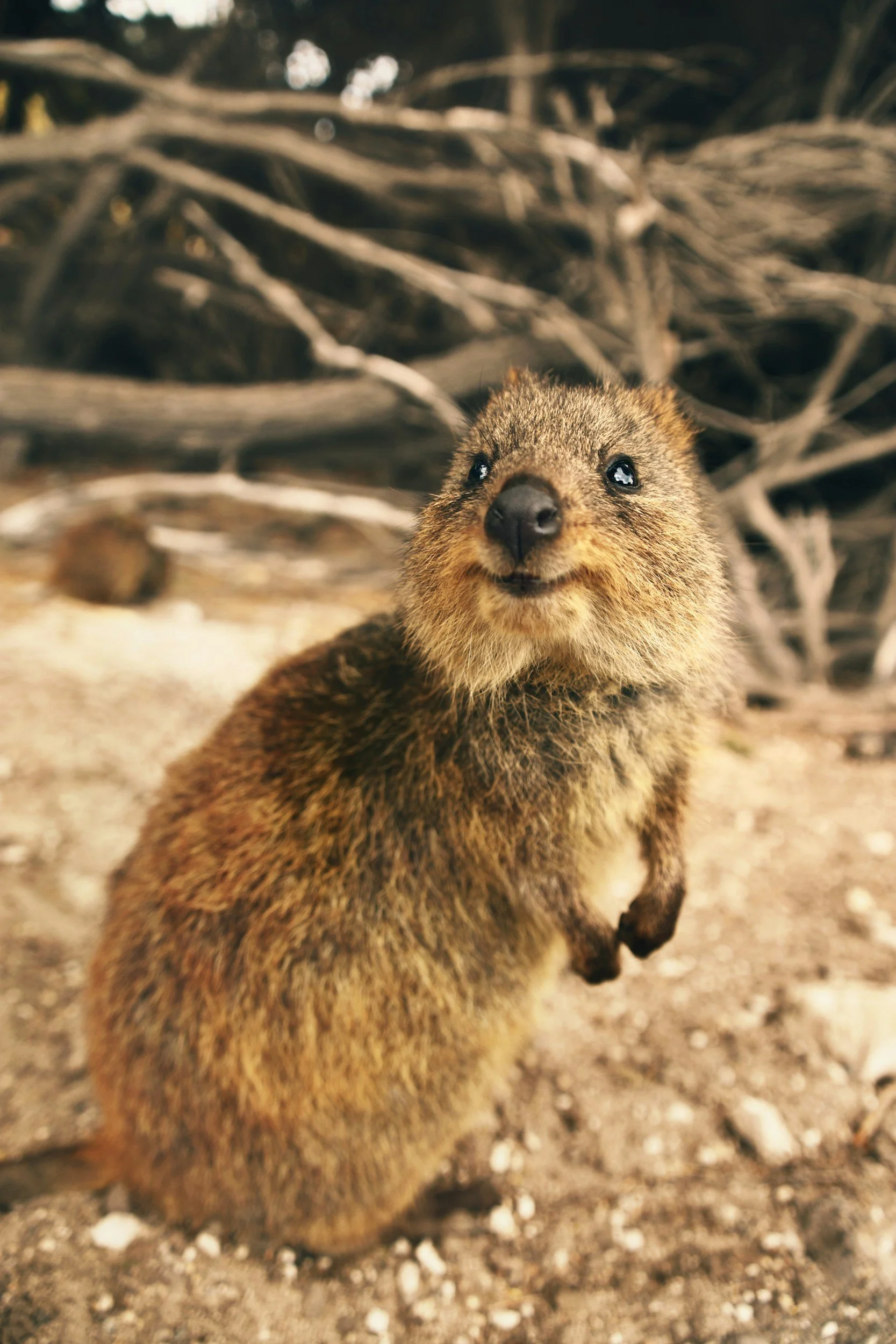 Een quokka op rottnest island in West Australië