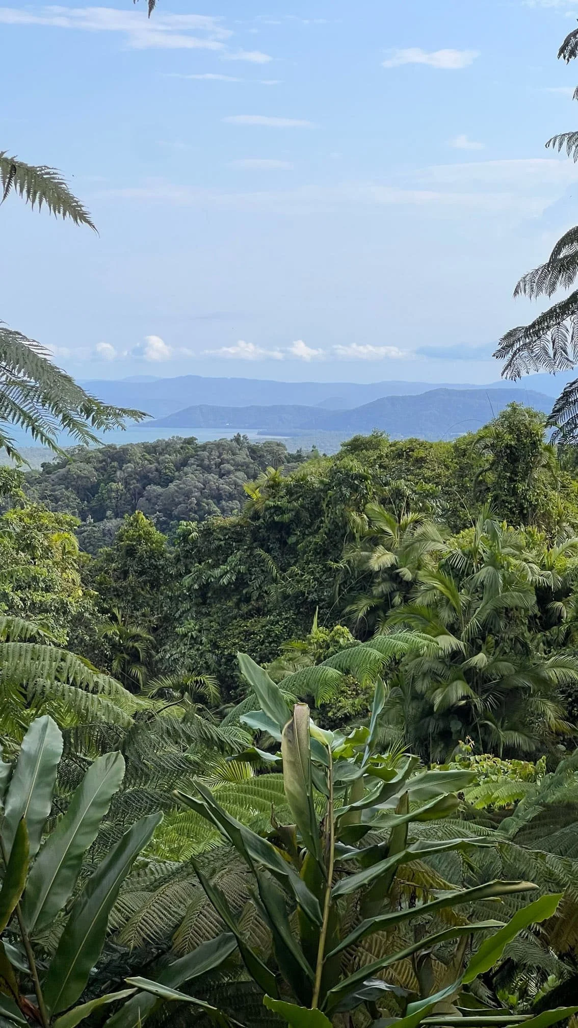 Daintree rainforest het oudste regenwoud van de wereld in Queensland, Australië