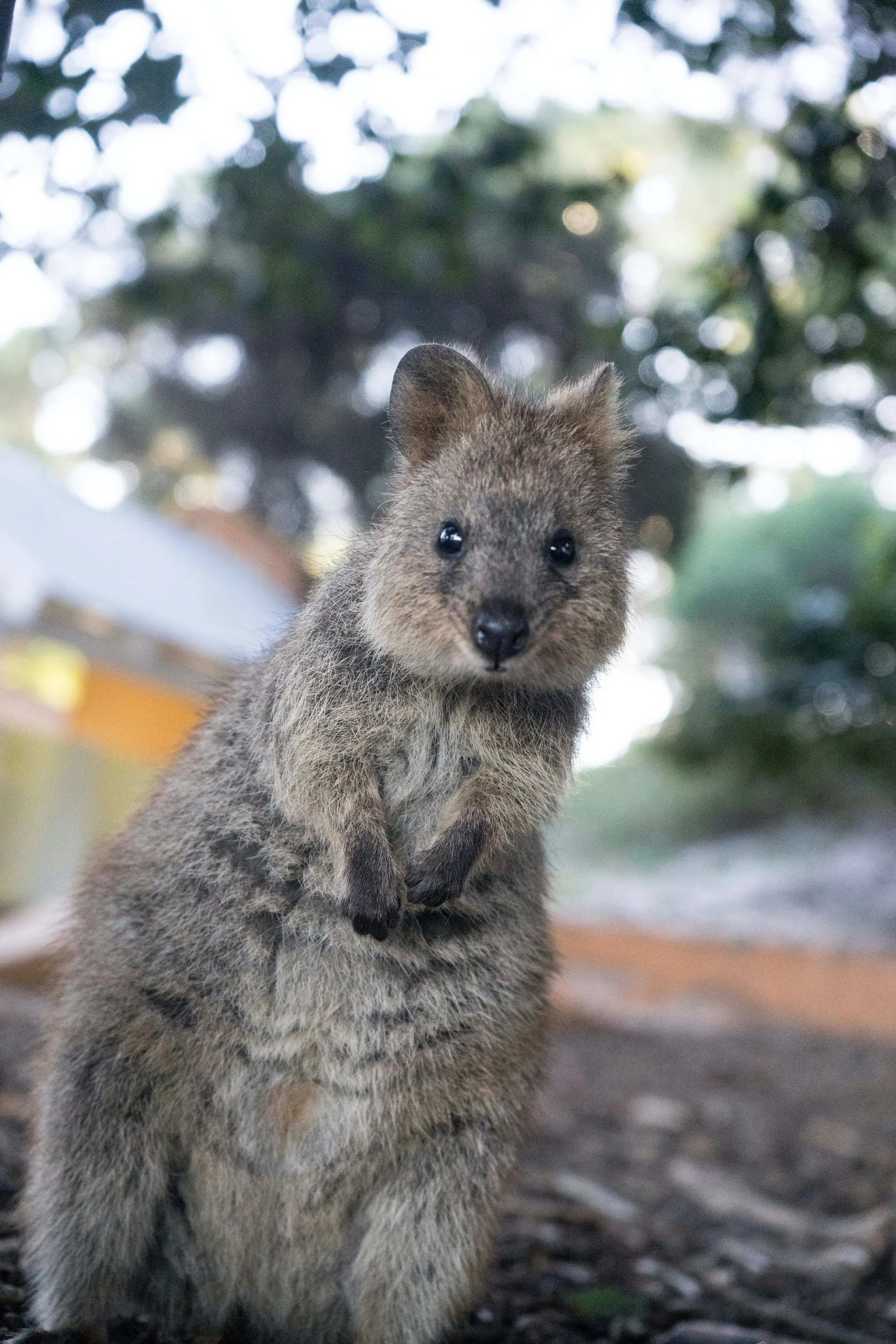 Een quokka op het west-Australische Rottnest island