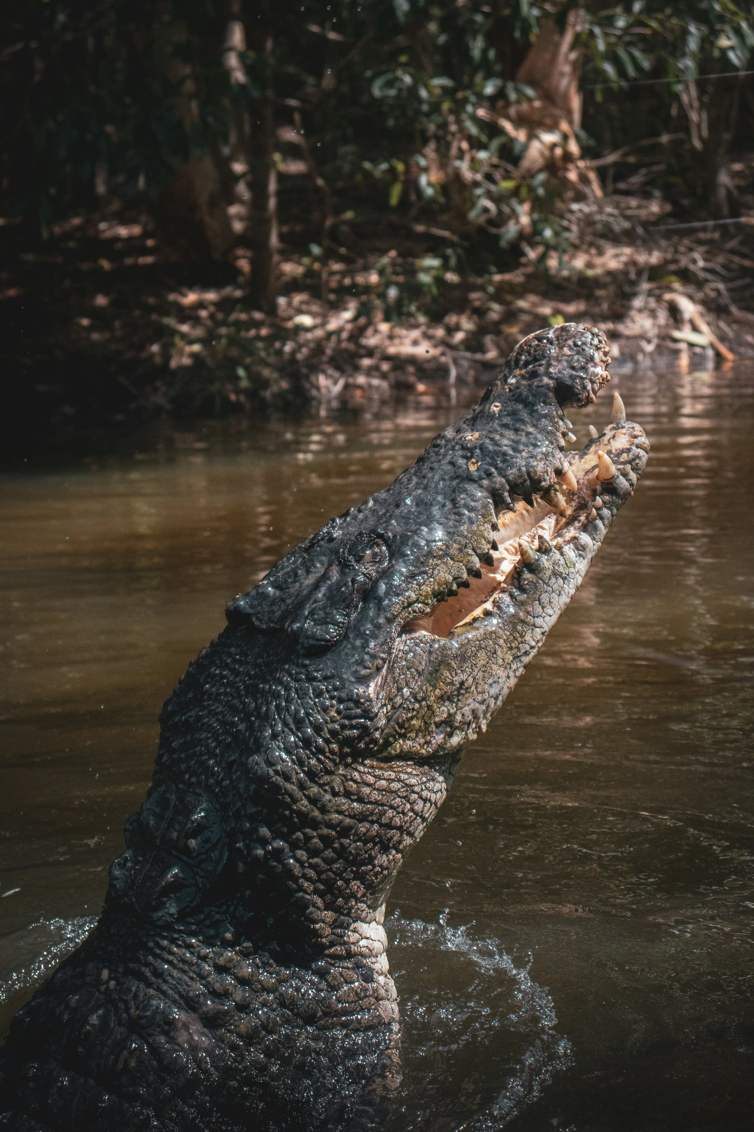 een zoutwaterkrokodil kom uit het water tijdens een krokodillentour in het noordelijk territorium, Australië