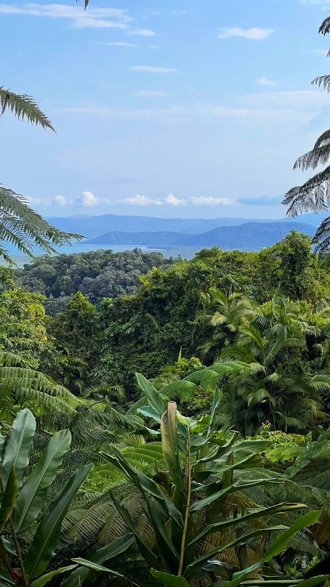 Daintree rainforest oudeste regenwoud ter wereld, queensland, Australië