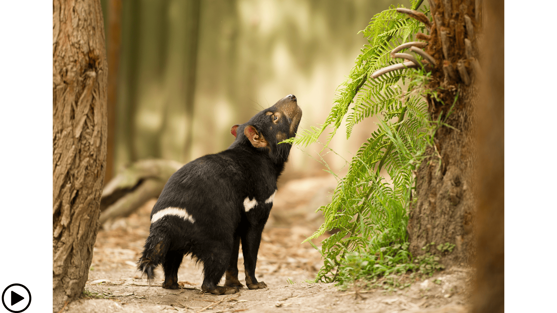 Een tasmaanse duivel in het wild in Tasmanië, Australië