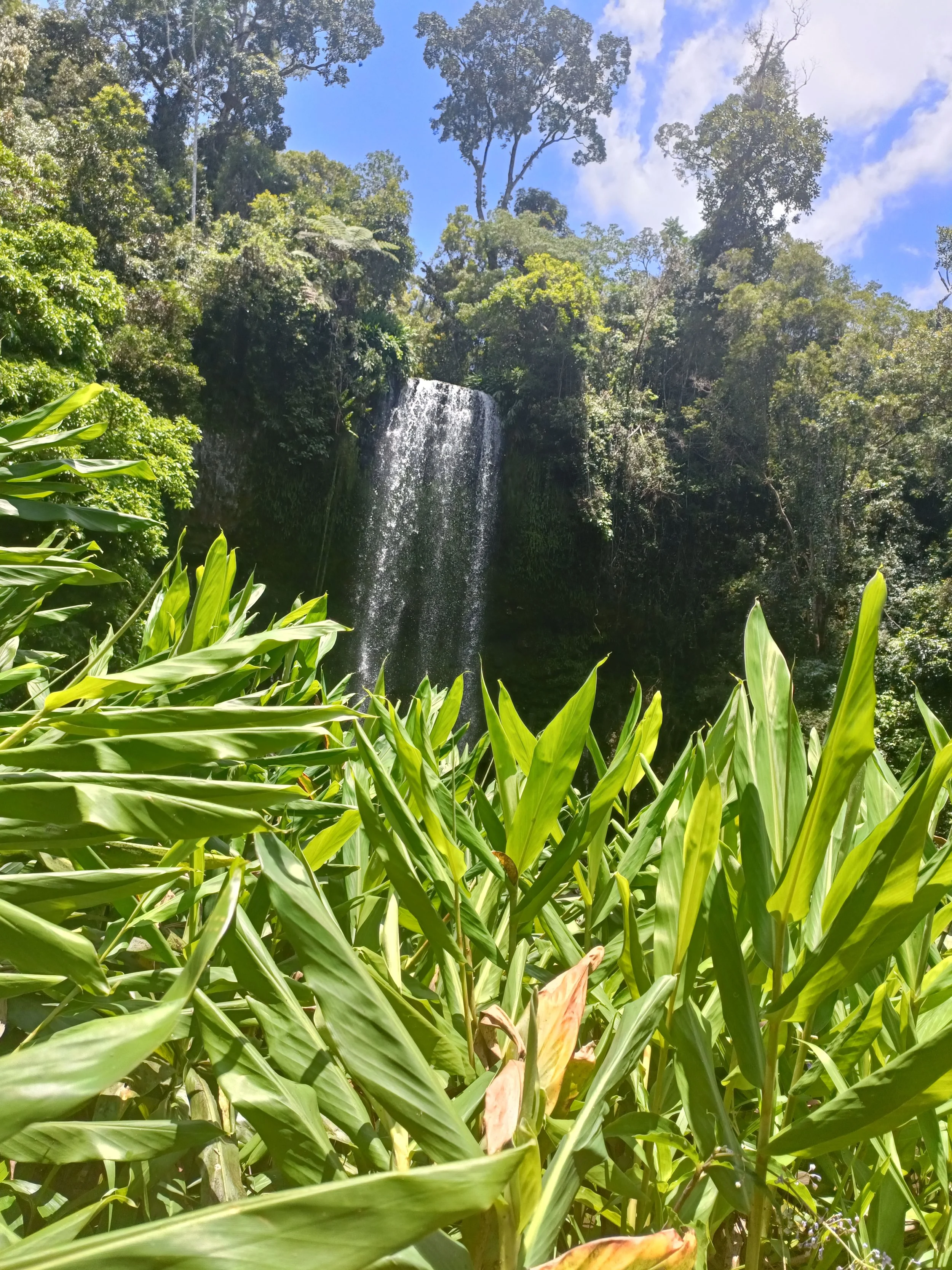 Milla Milla waterval dichtbij Cairns