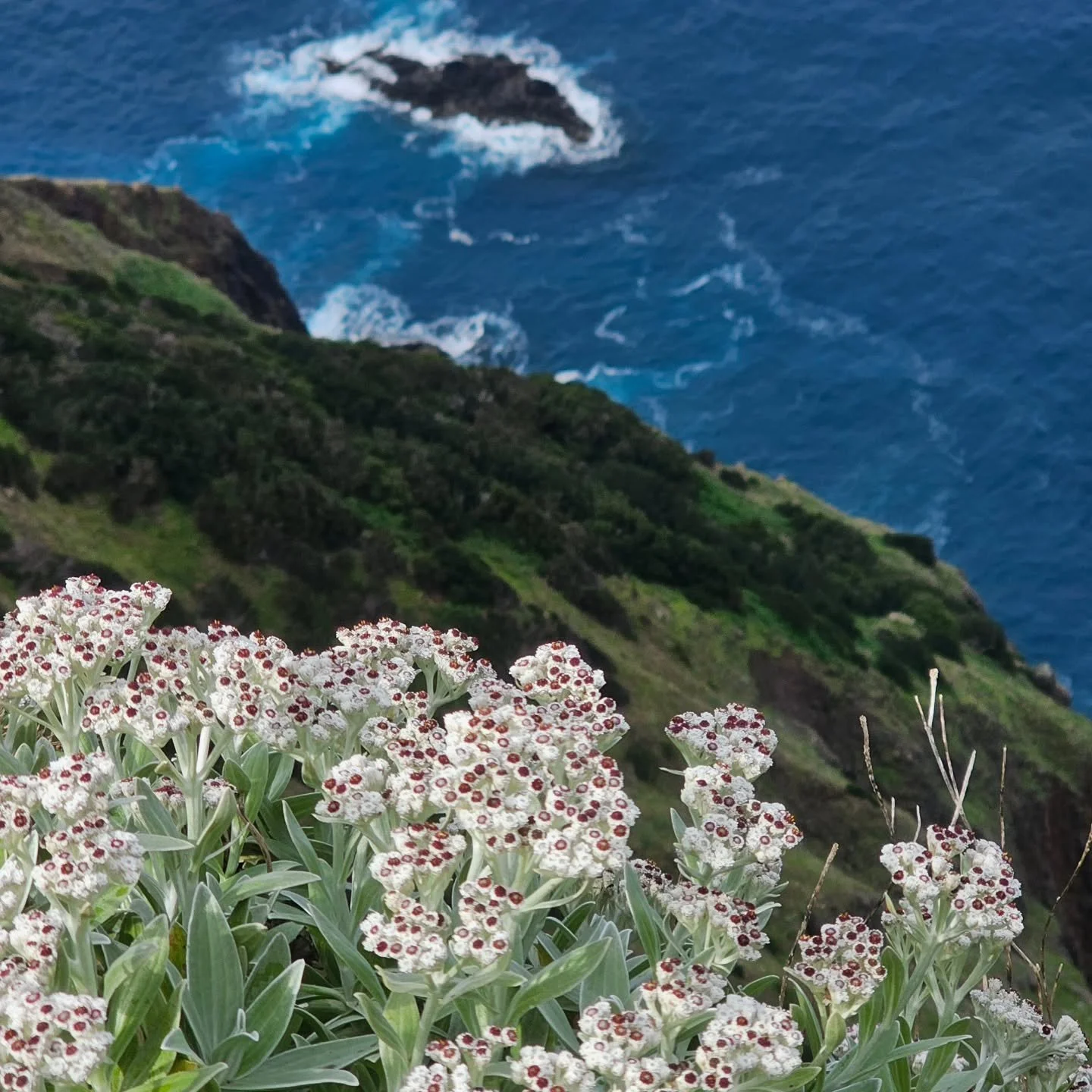Plant: Perp&eacute;tua-de-s&atilde;o-louren&ccedil;o
Helichrysum devium&nbsp;J.Y.Johnson

#planta #perpetuadesaolourenco #pontadesaolourenco #canical #machico #seemadeira #madeiraallyearround #visitmadeira #endemicplant #cliff #nature #madeiraplants
