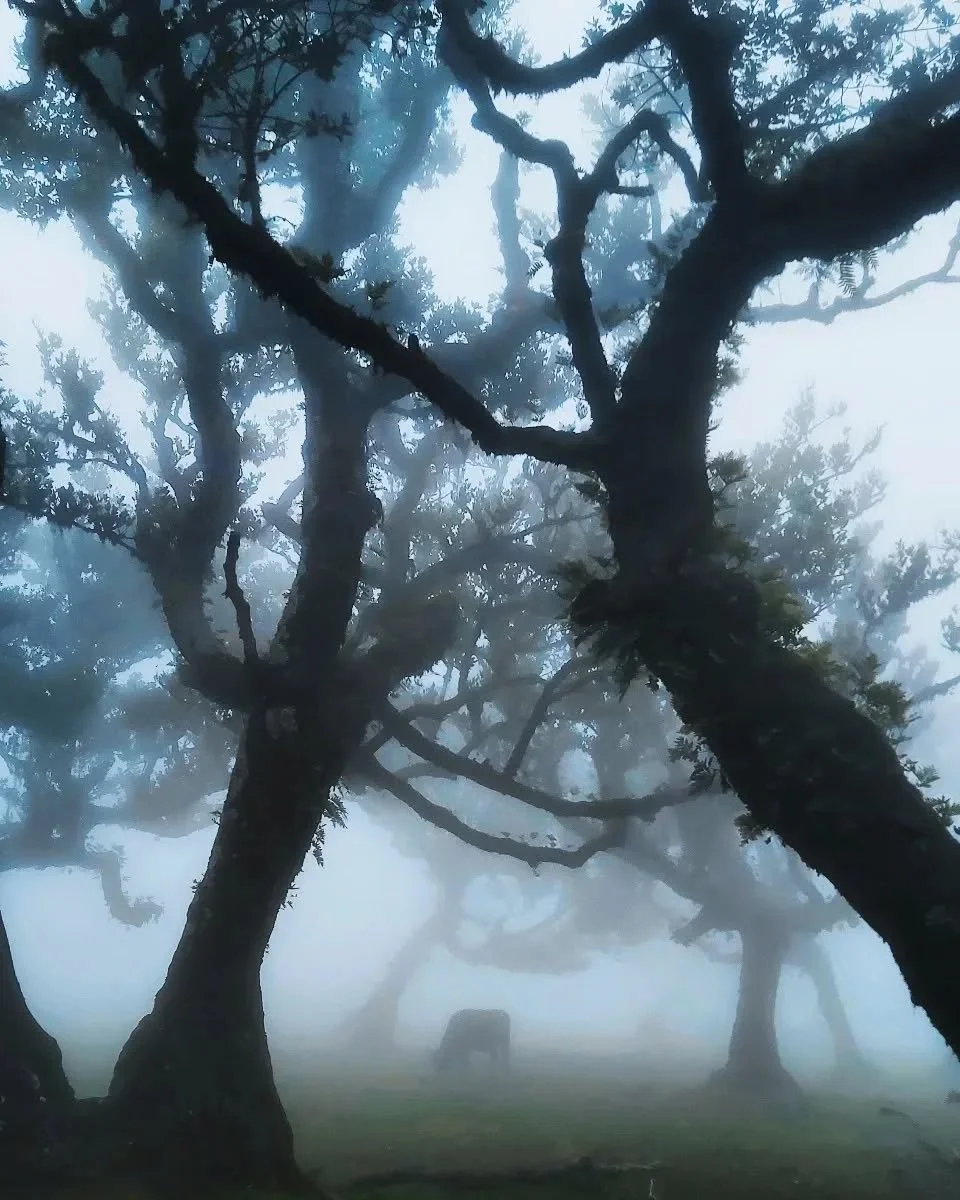 The Beautiful Twisted Trees of Fanal.
I love this area of Madeira, its truly Magical.
#fanal #madeiraportugal #magicalmadeira #madeiraallyear #visitmadeira
