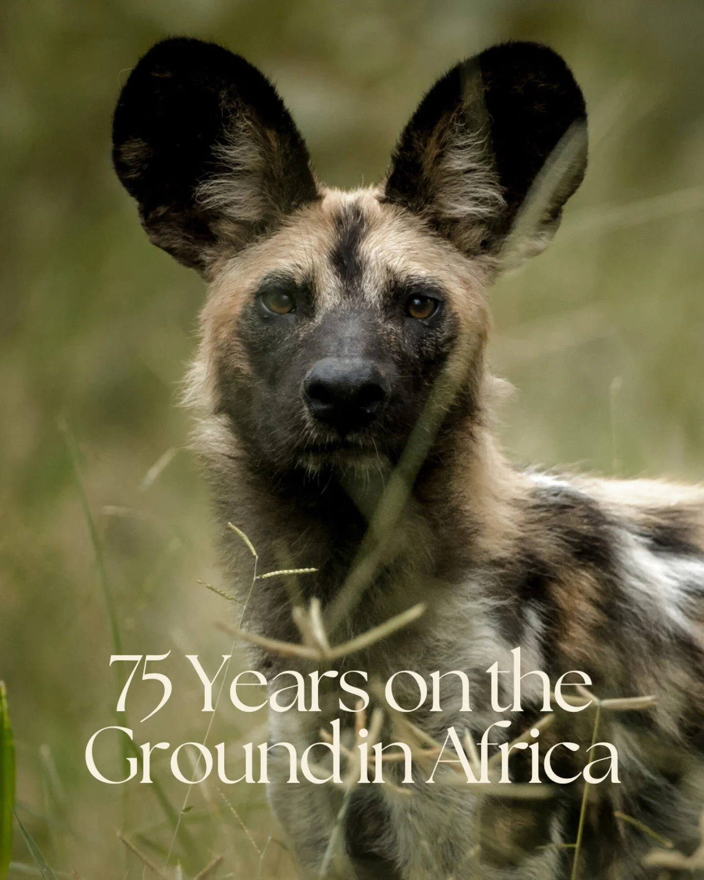 There is Africa you visit.
And Africa, you truly know.
At Wild Beginnings Travel, our story is written in the landscapes of this continent. Collectively, our directors have spent more than 75 years living and working across Africa, managing some of t