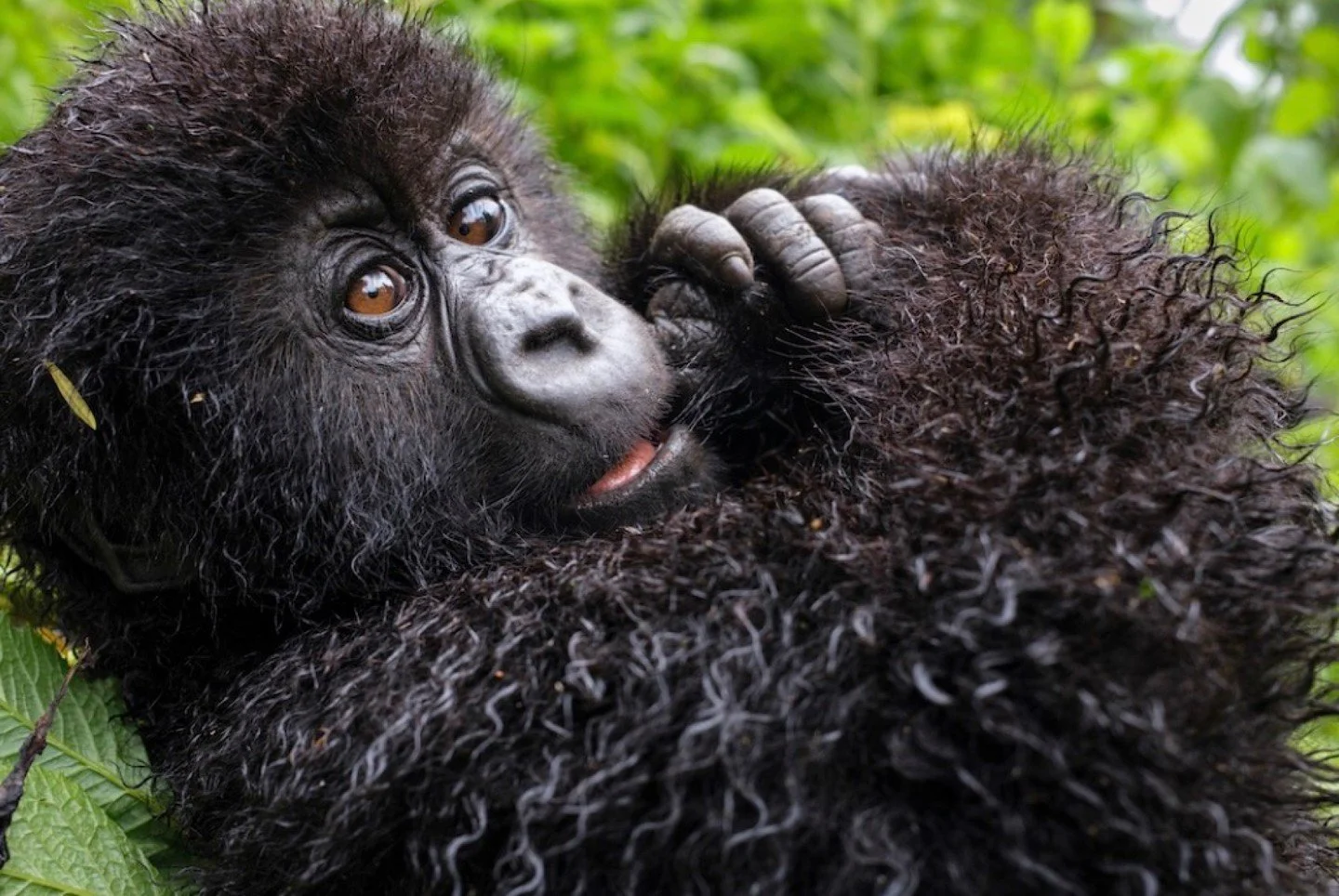 There are stories that unfold over years, and then there are stories that unfold over generations.

For decades, the Dian Fossey Gorilla Fund has followed one remarkable mountain gorilla family, documenting lives shaped by leadership, loss, resilienc