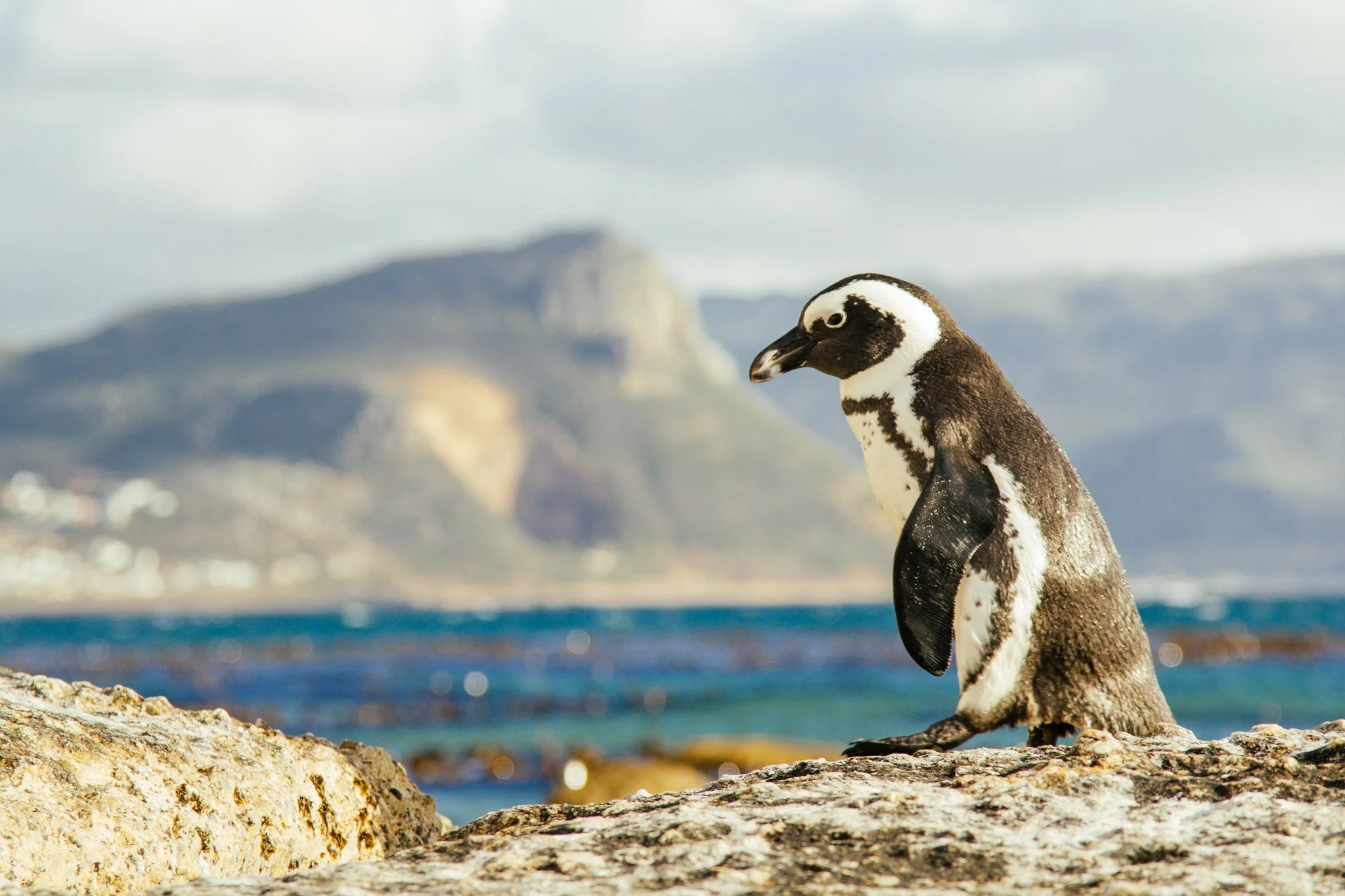 ESCAPE+EXPLORE - Beach Safari - Boulders Beach, Simon_s Town off the beaten track - Credit Cape Town Tourism (2).jpg