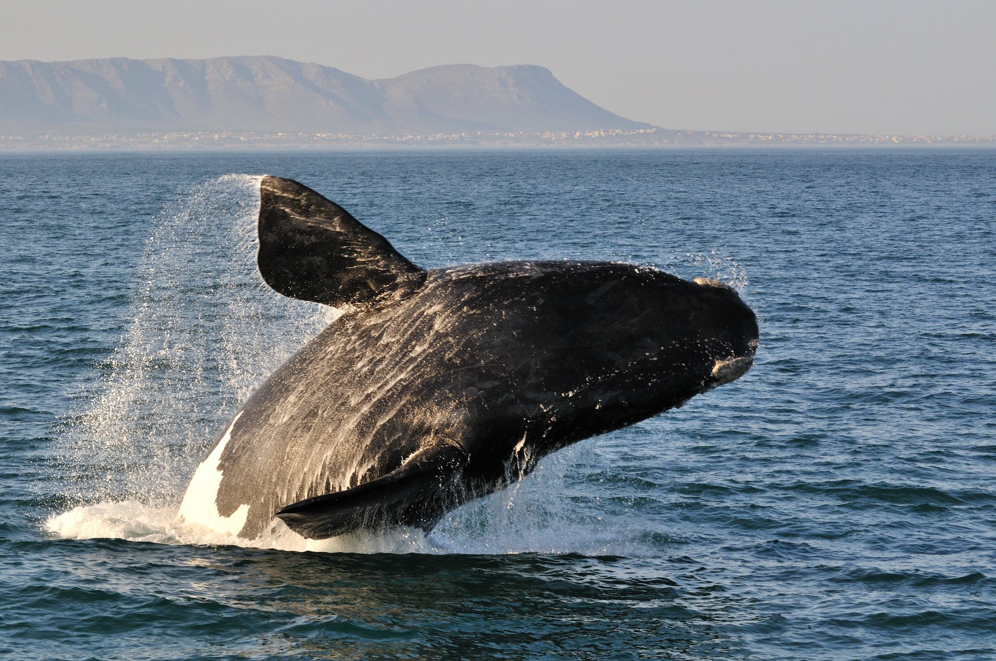 A humpback whale breaching the ocean surface with mountains in the background.