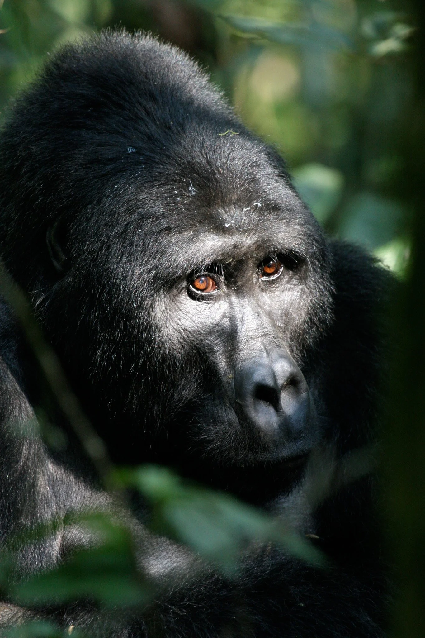 Close-up of a gorilla's face with brown eyes and black fur, surrounded by green foliage.