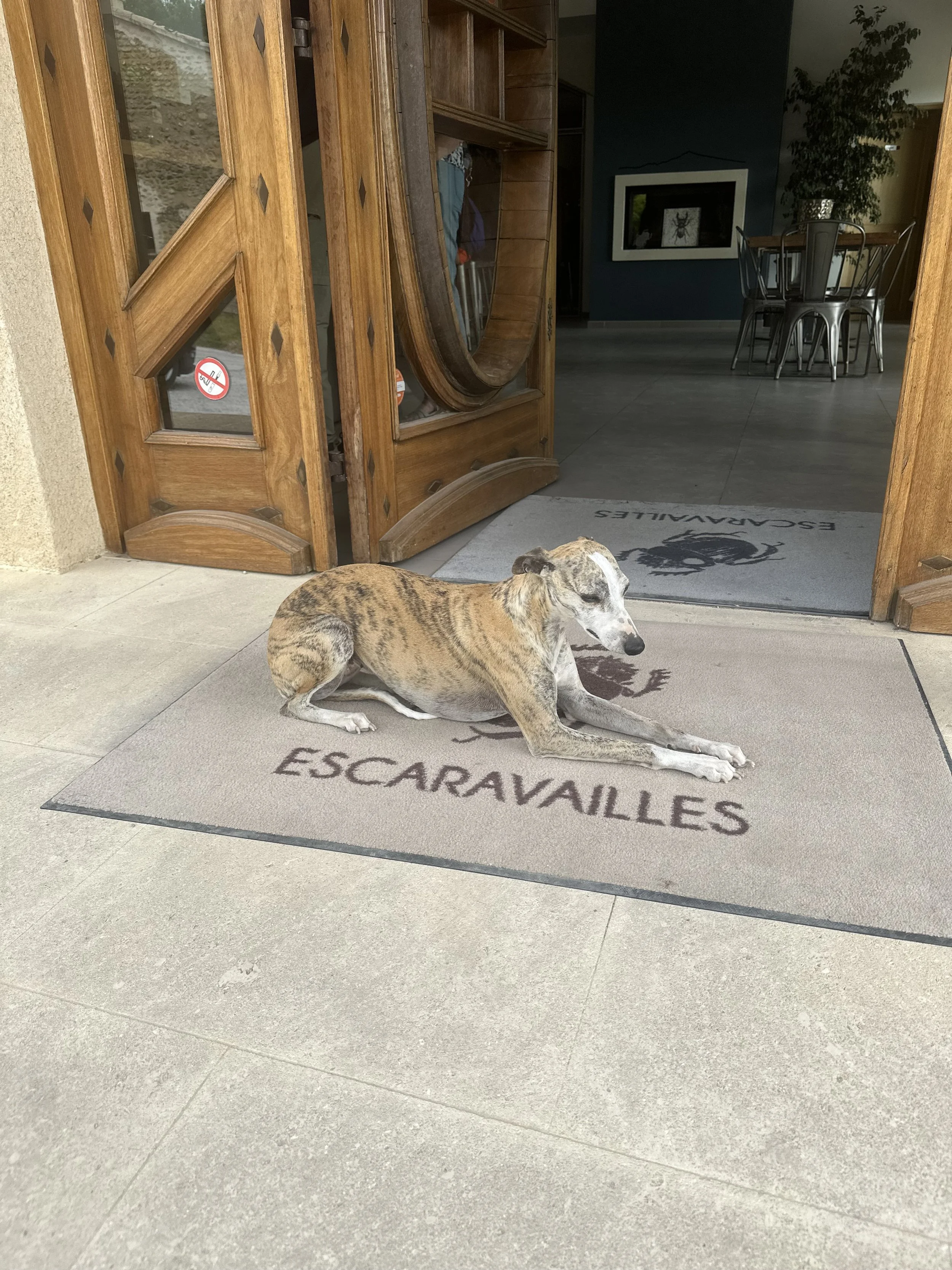 A greyhound dog lying on a doormat that reads 'ESCARAVALLES' at the door of a building, with the door slightly open behind it, revealing an indoor space.