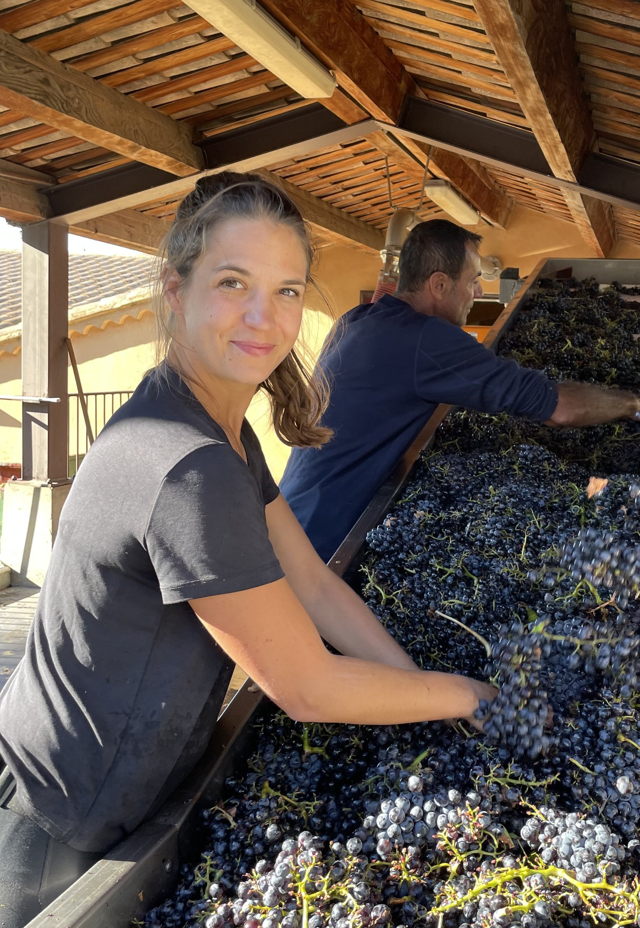 Woman harvesting grapes in a vineyard with a man in the background sorting grapes.