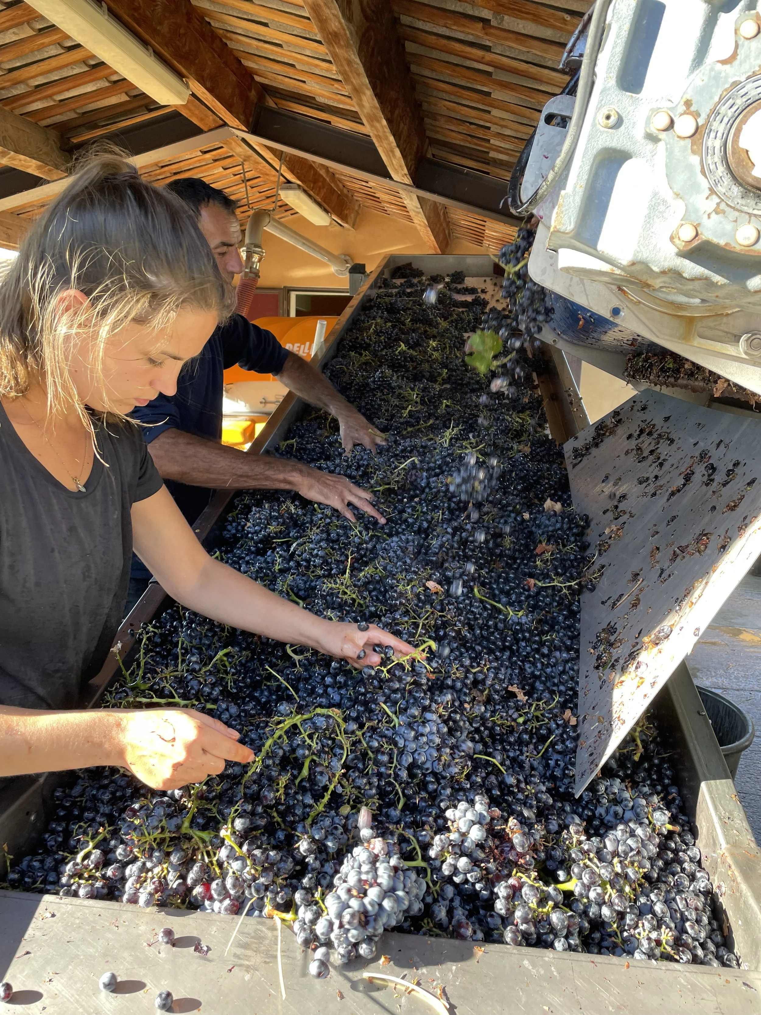 People harvesting and sorting dark purple or black grapes on a conveyor belt in a winery or vineyard processing area.