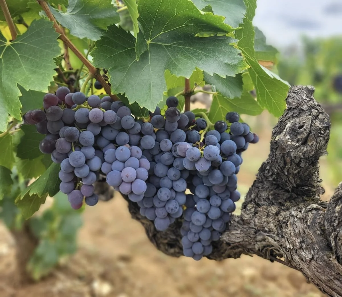 Bunch of ripe dark purple grapes hanging from a vine with green leaves and a textured bark trunk.