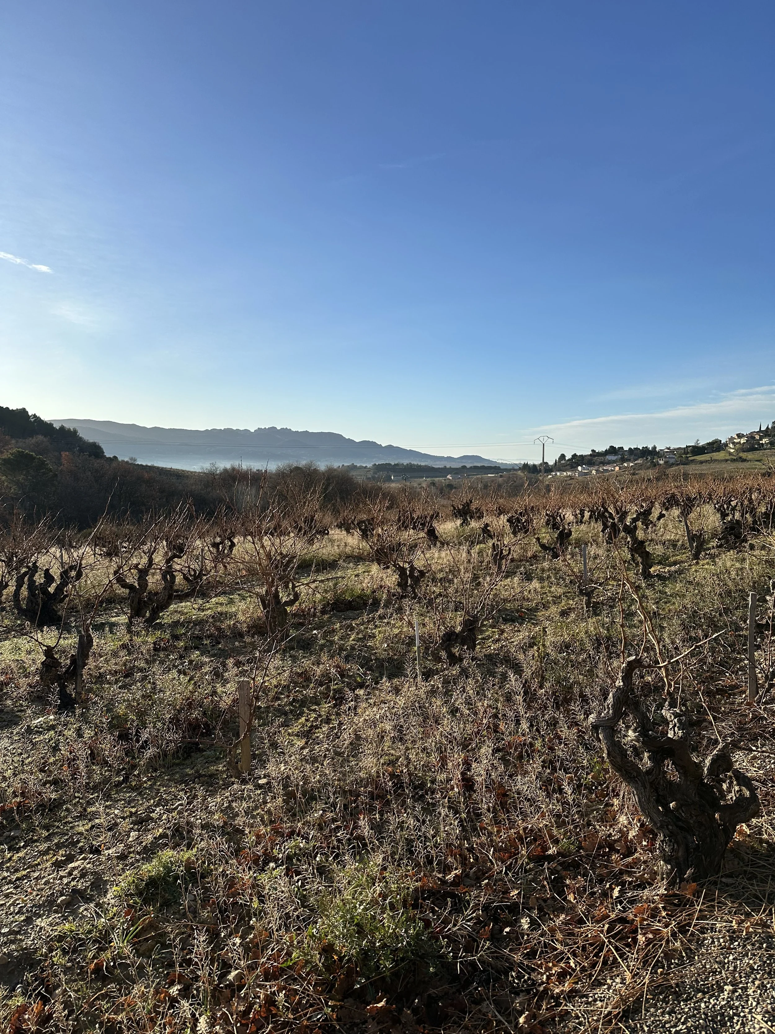 A vineyard in winter with leafless grapevines under a clear blue sky.
