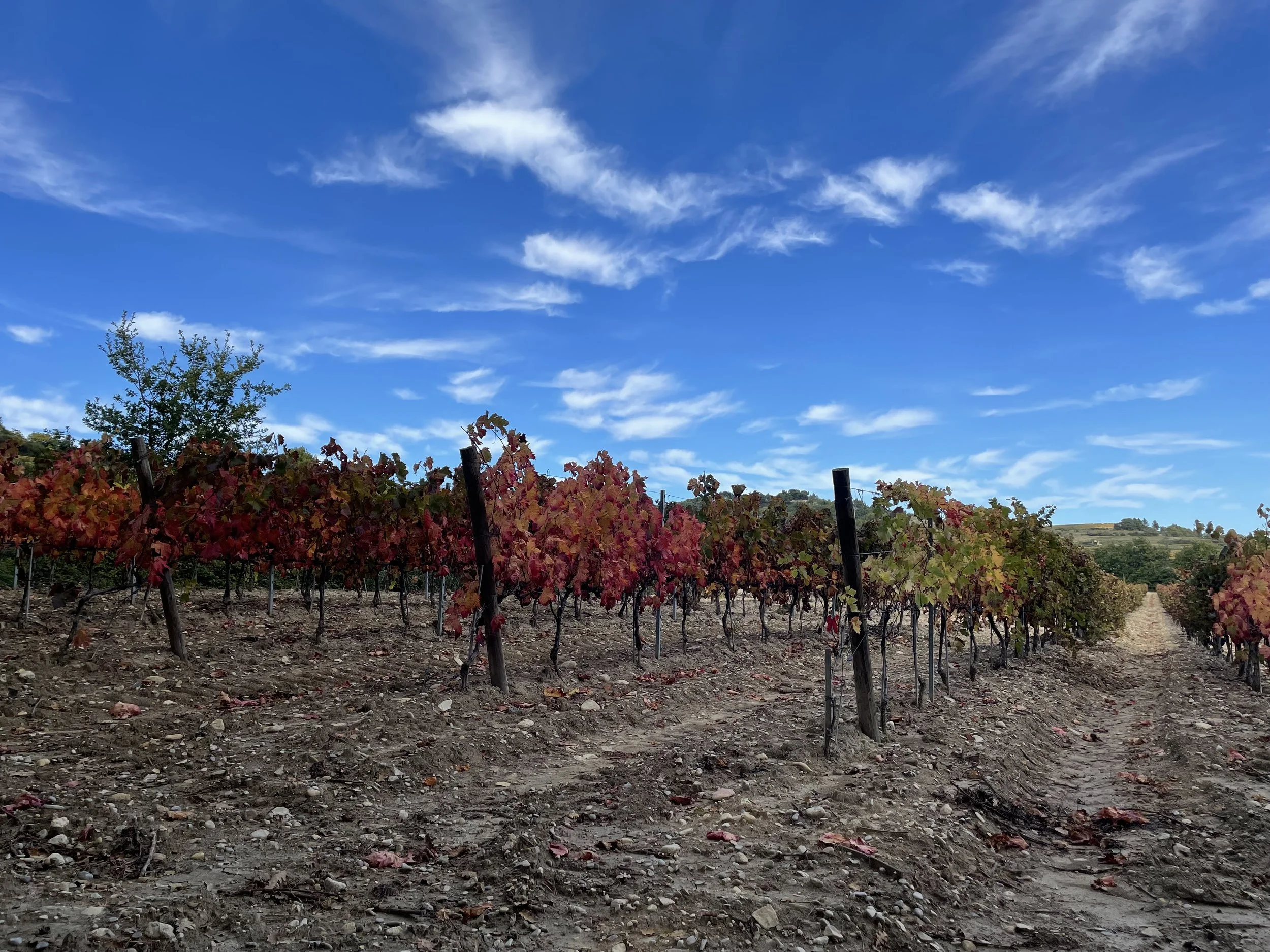 Vineyard with rows of grapevines showing red and green leaves, under a bright blue sky with scattered clouds.