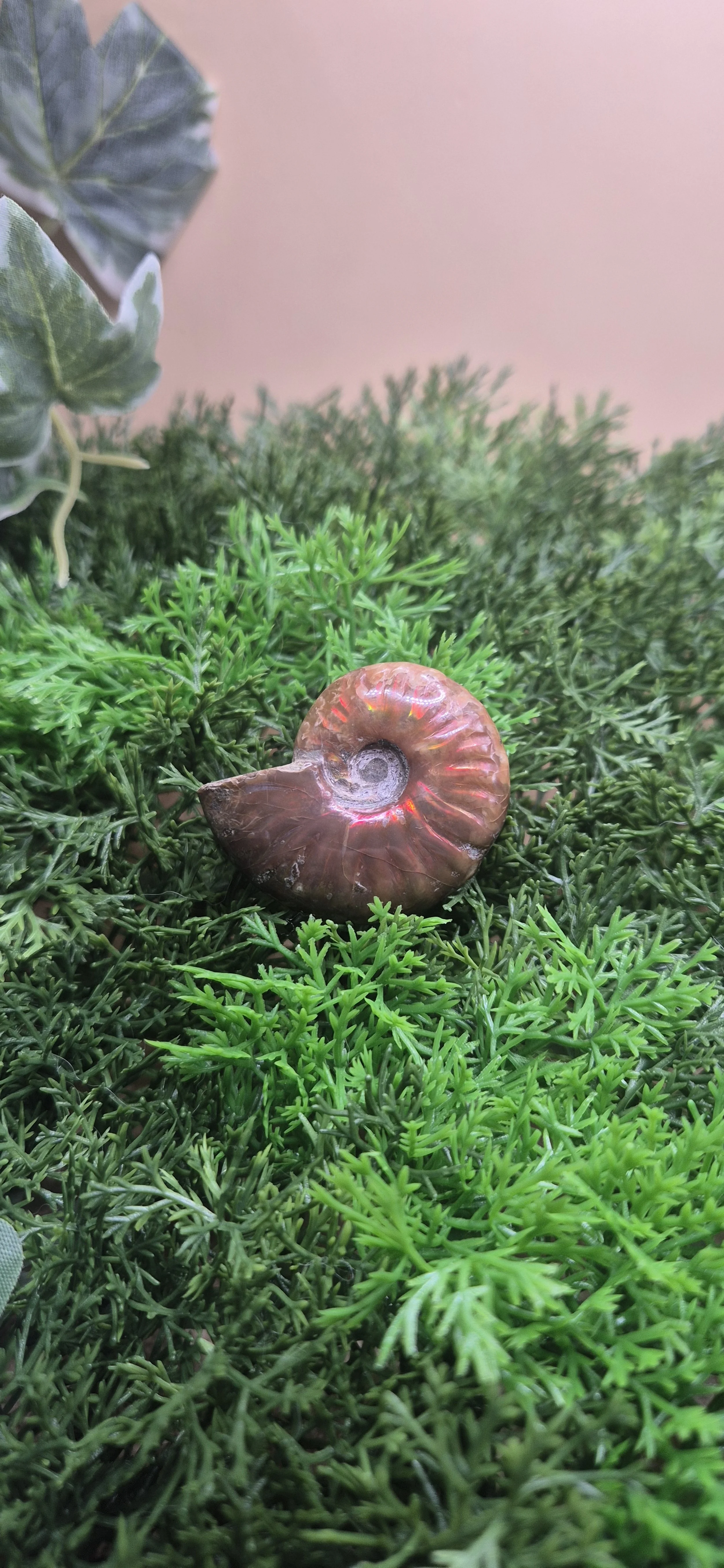 Rare - Flashy Rainbow Ammonite 4cm - 15g