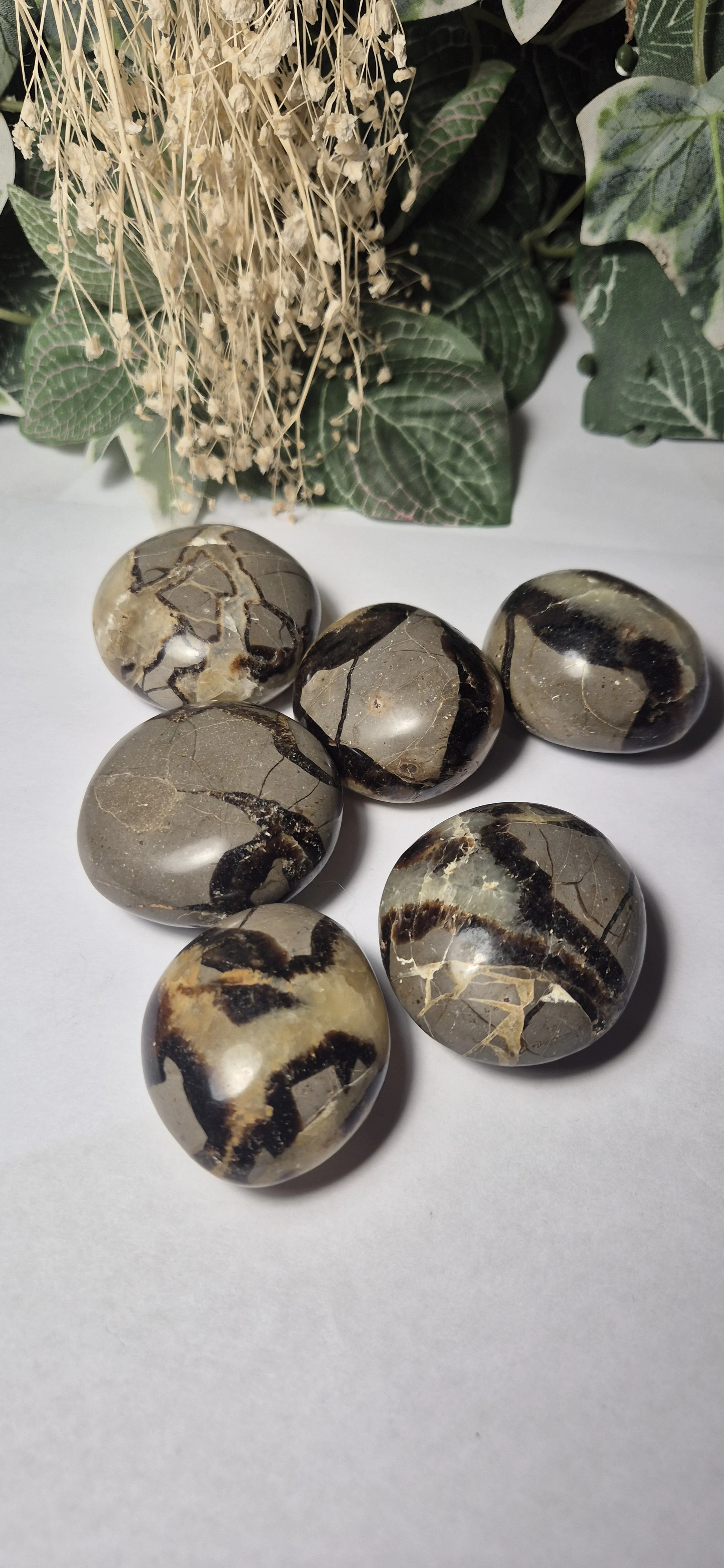 Septarian Palm Stone (Dragon Eggs)