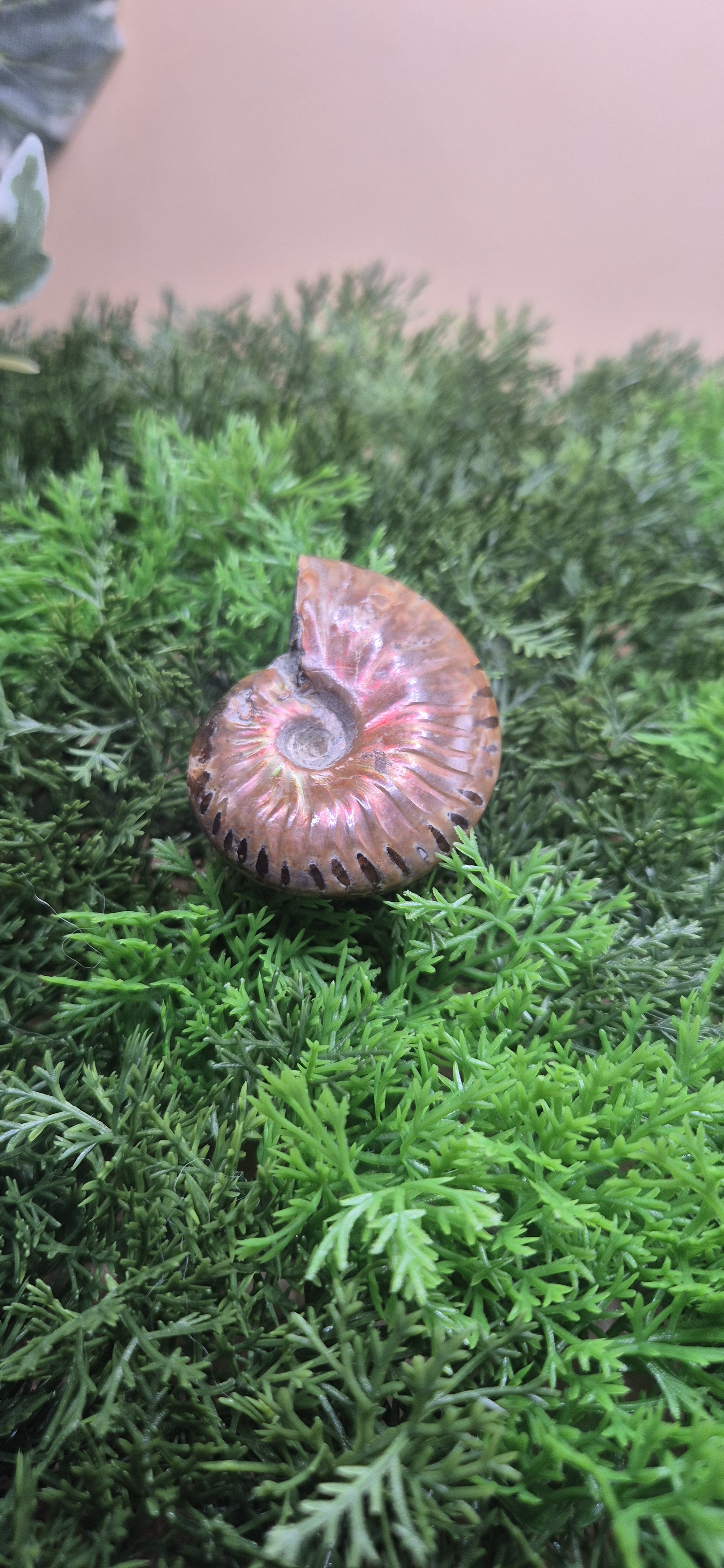 Rainbow Ammonite – 4cm | 25g