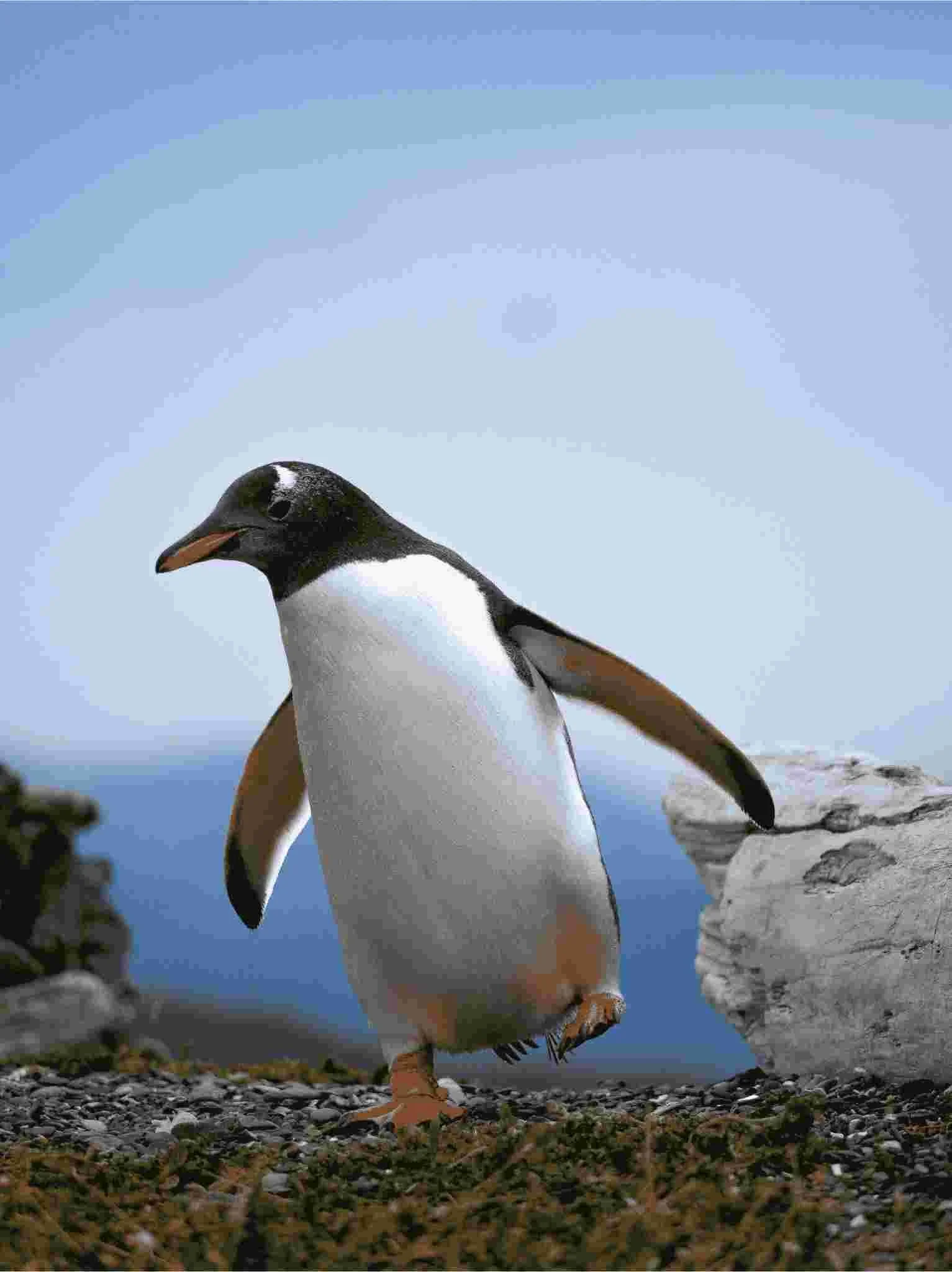 pinguin.jpg
