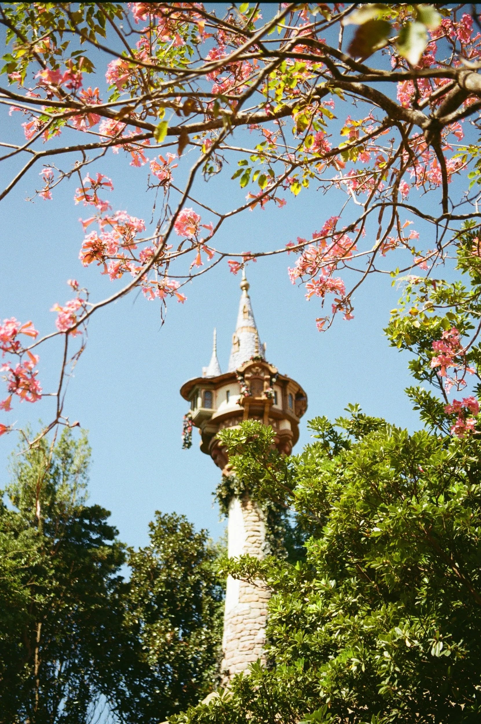 Tower with a pointed top partially obscured by pink flowering tree branches and green foliage, under a clear blue sky.