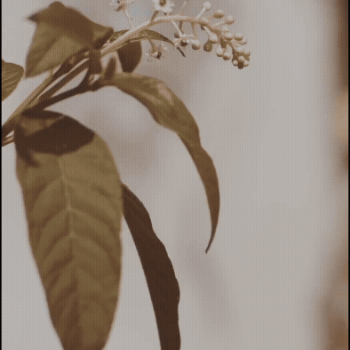A plant with green leaves and small white flower buds against a light background.